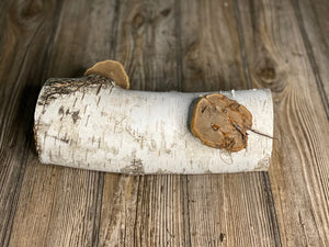 One White Birch Log With Natural Polypores/Conks, Approximately 10.5 Inches Long by 4 Inches Diameter