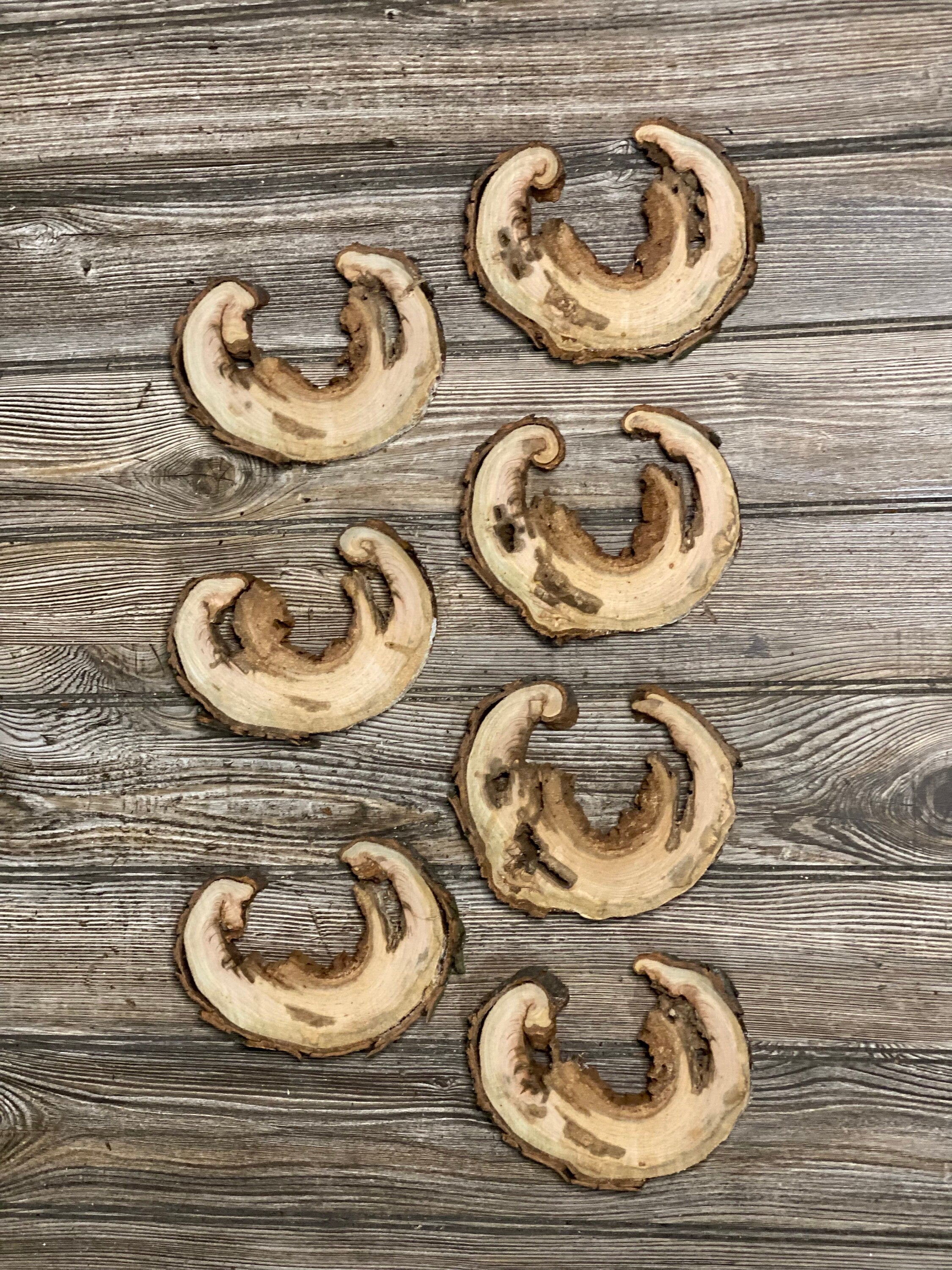 Seven Unique 'C Shaped' Cherry Burl Slices, Approximately 6.5 Inches Long by 5 Inches Wide and 3/4 Inch Thick