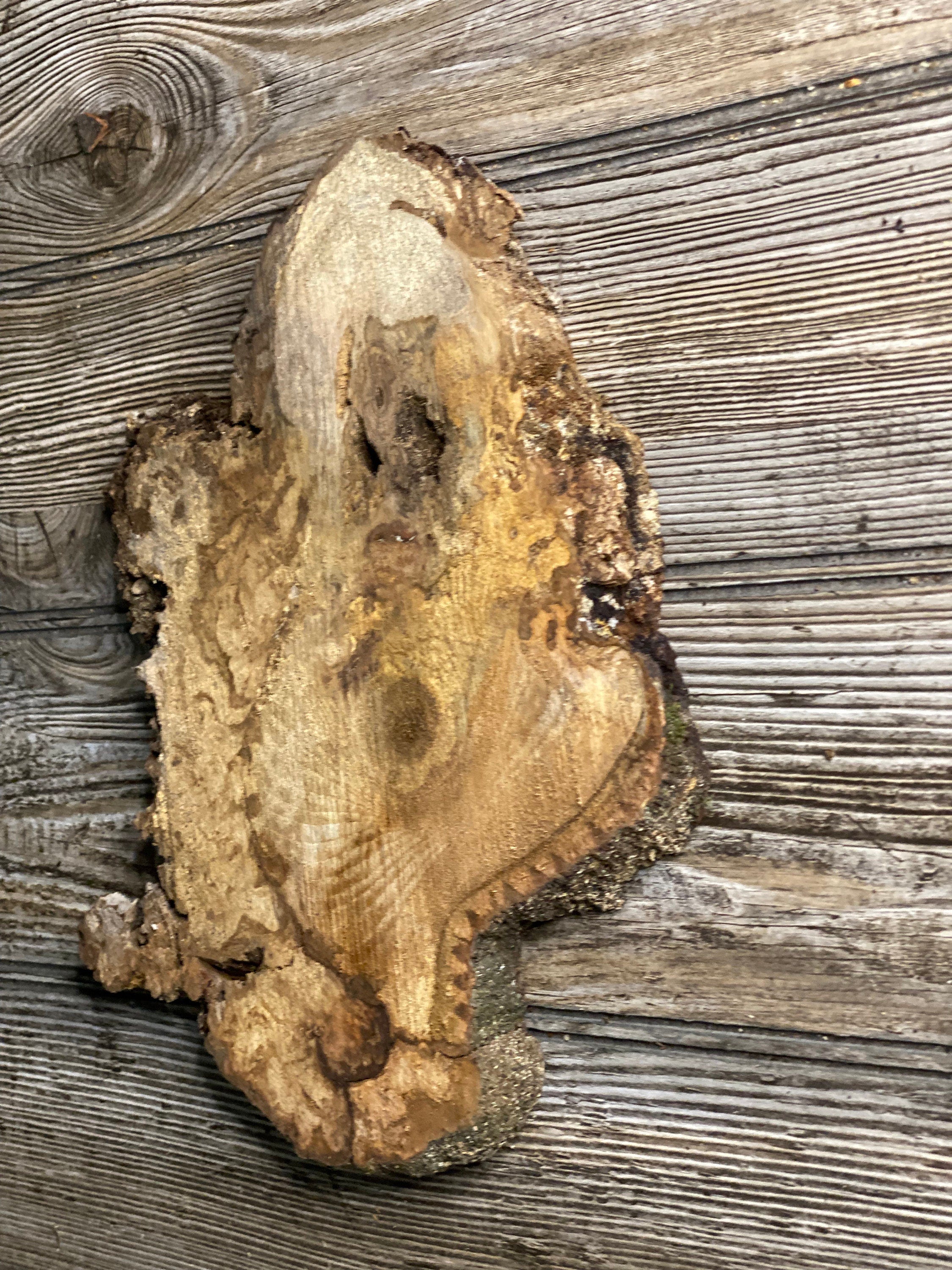 Hickory Burl Slice, Approximately 9.5 Inches Long by 8 Inches Wide and 3/4 Inch Thick