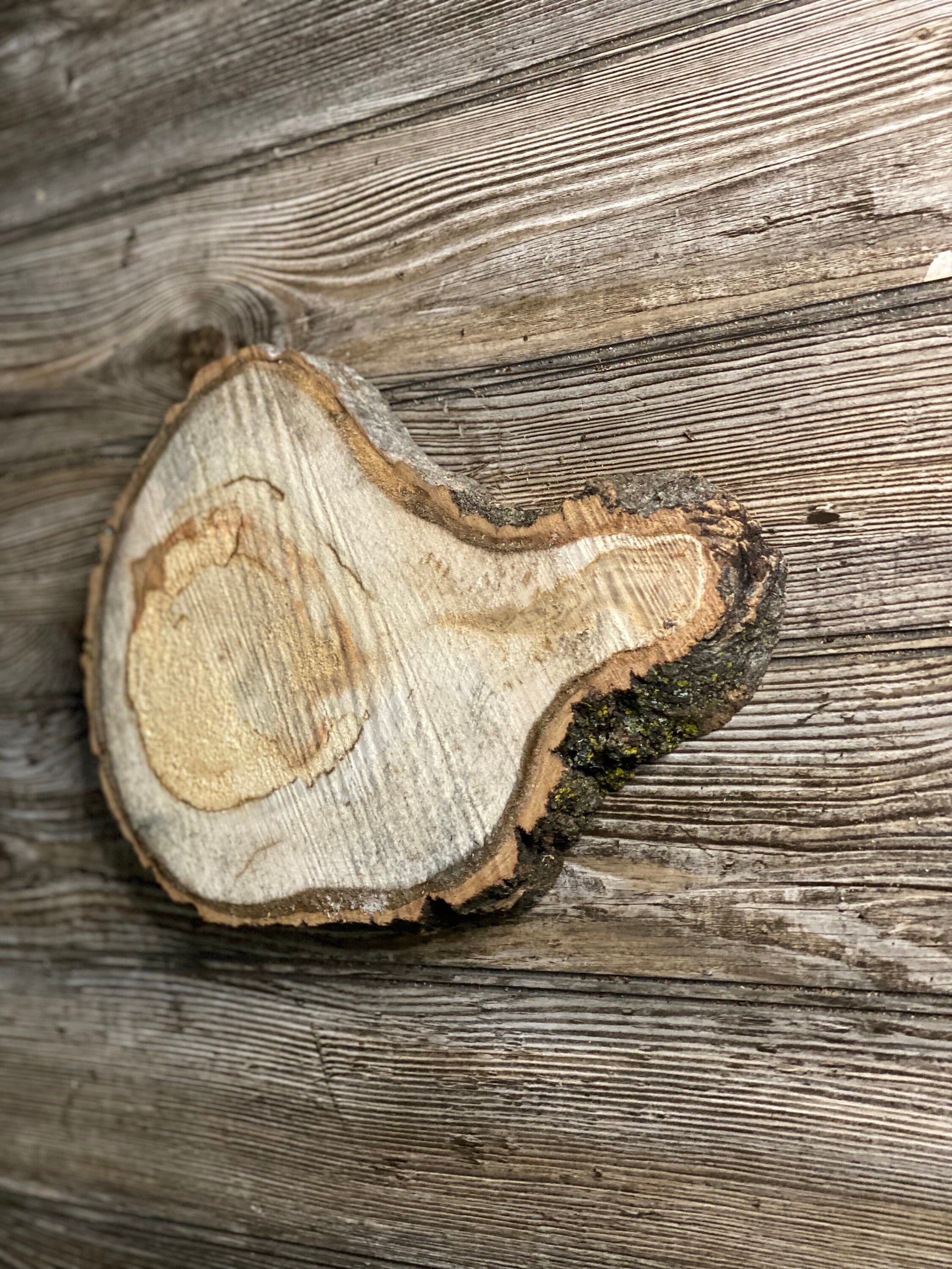 Aspen Burl Slice, Approximately 11 Inches Long by 8 Inches Wide and 1 Inch Thick