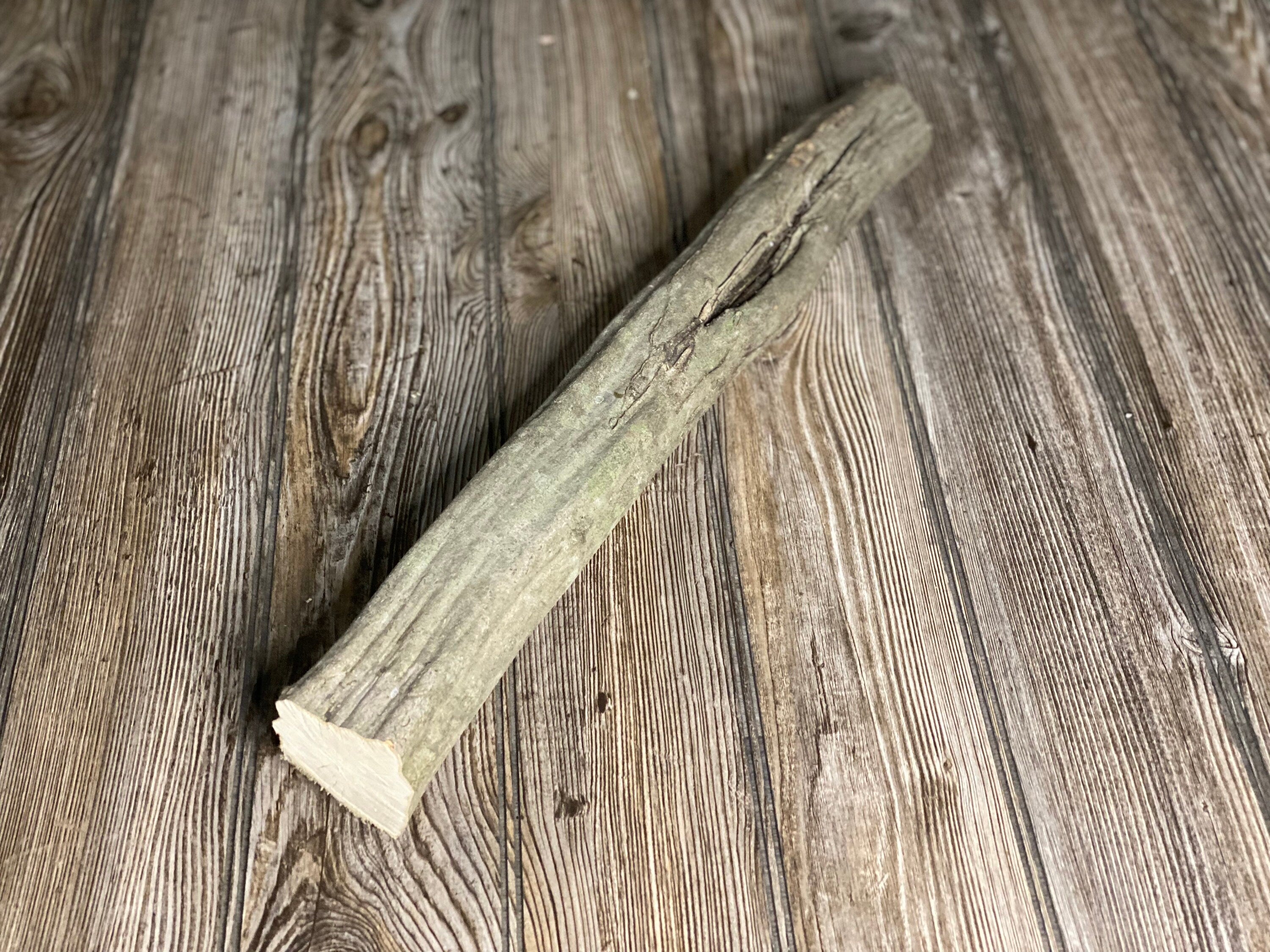 Blue Beech, Musclewood, Ironwood log, Approximately 20 Inches Long by 2 Inches Diameter