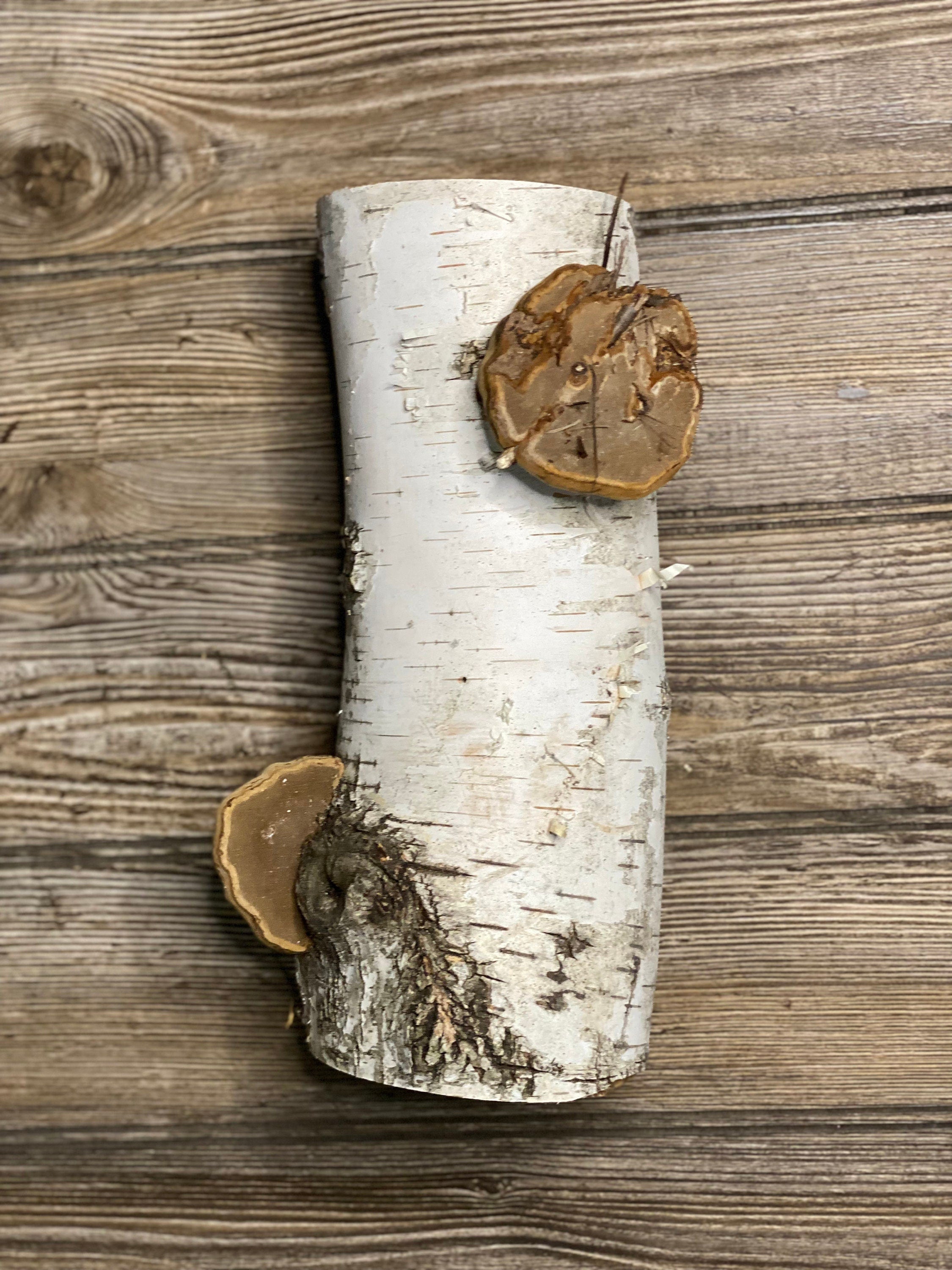 One White Birch Log With Natural Polypores/Conks, Approximately 10.5 Inches Long by 4 Inches Diameter