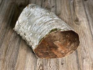 White Birch Tube, Firm and Hollow, Approximately 13.5 Inches Long and About 9 Inches Wide by 6 Inches High