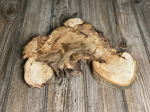 Unique Hickory Burl Slice, Approximately 13 Inches Long by 12 Inches Wide and 3/4 Inch Thick