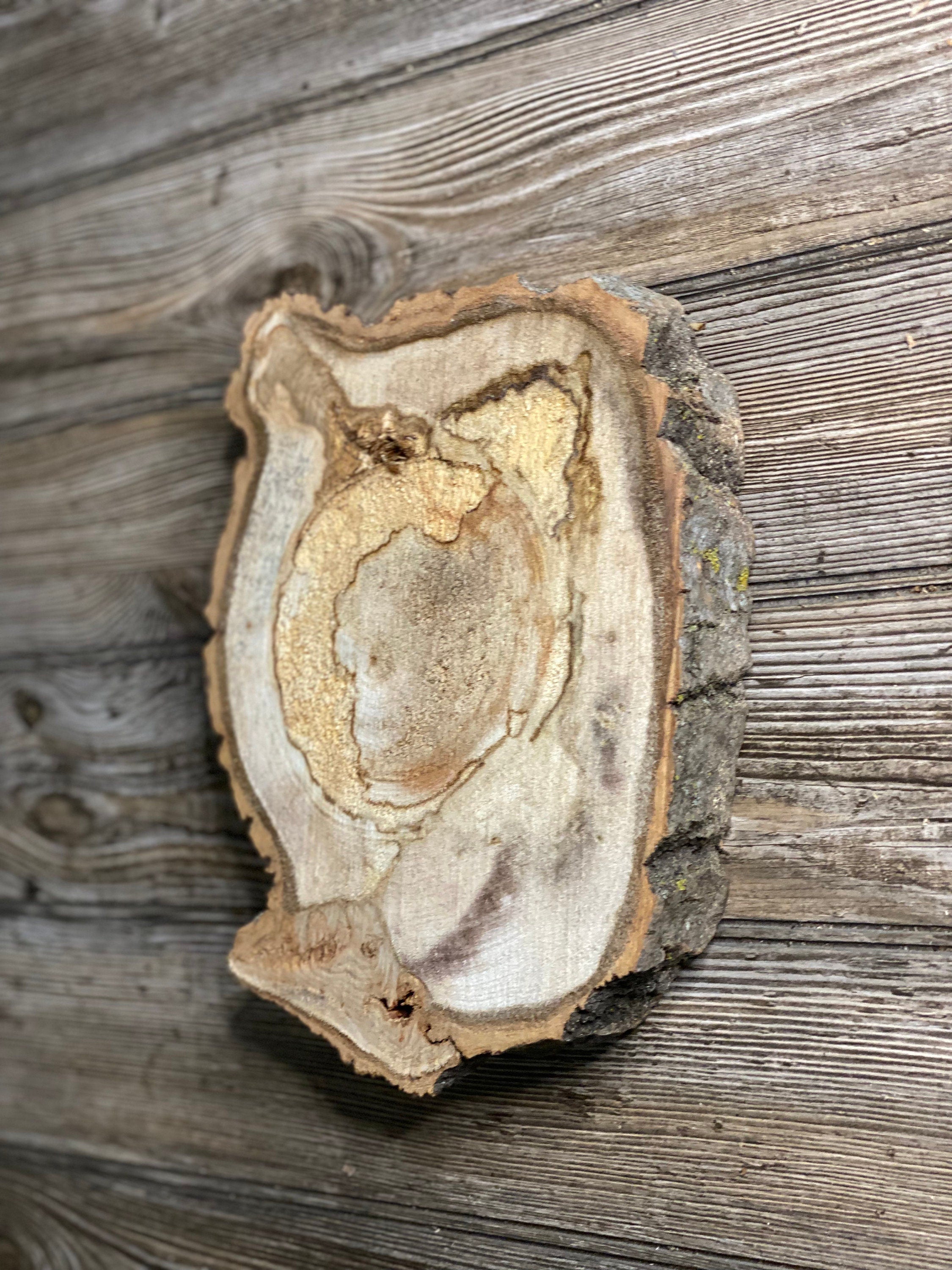 Aspen Burl Slice, Approximately 10.5 Inches Long by 8 Inches Wide and 1.5 Inch Thick