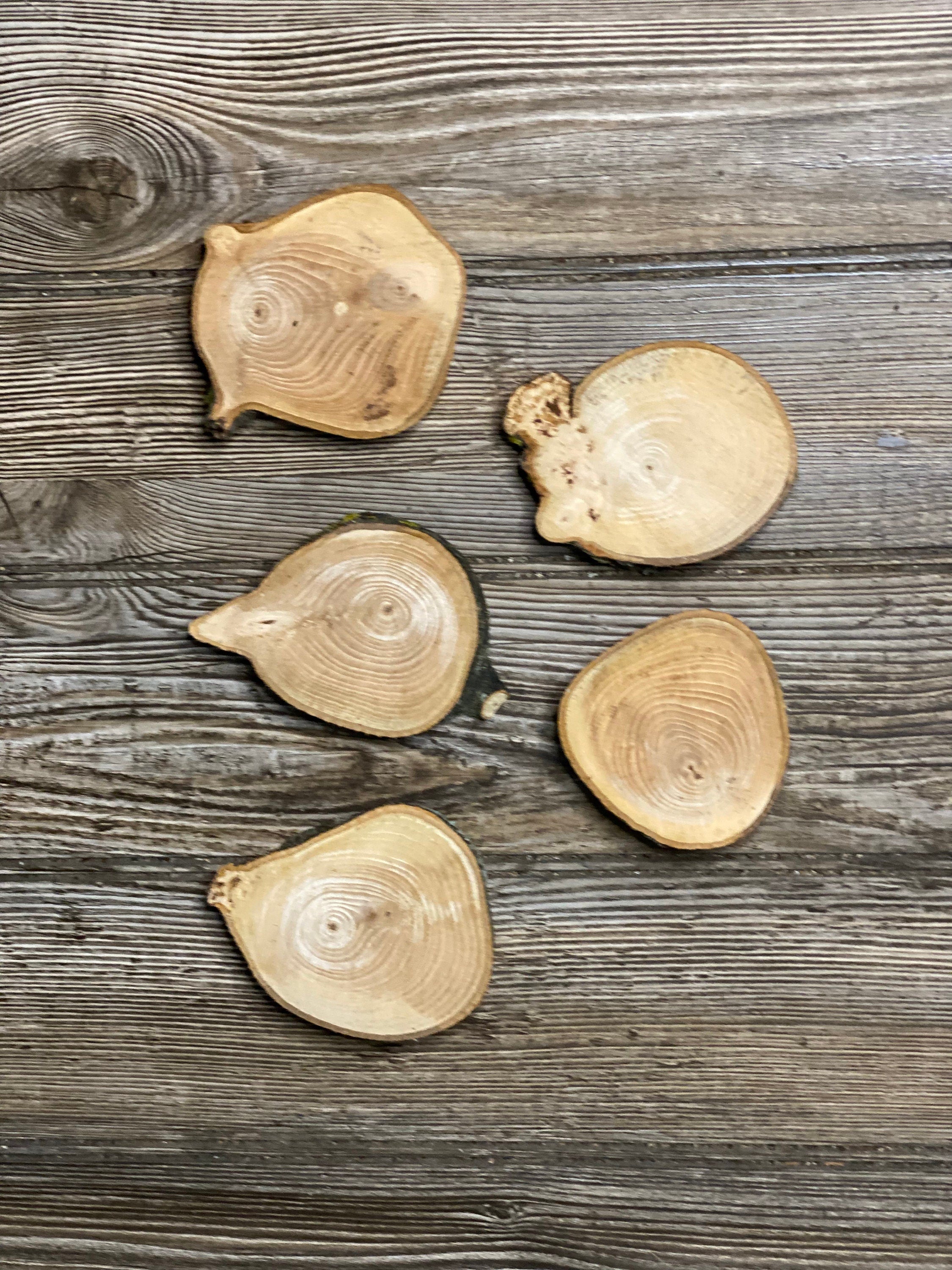 Five Hickory Slices, Approximately 3-4 Inches Long by 3 Inches Wide and 3/4 Inch Thick