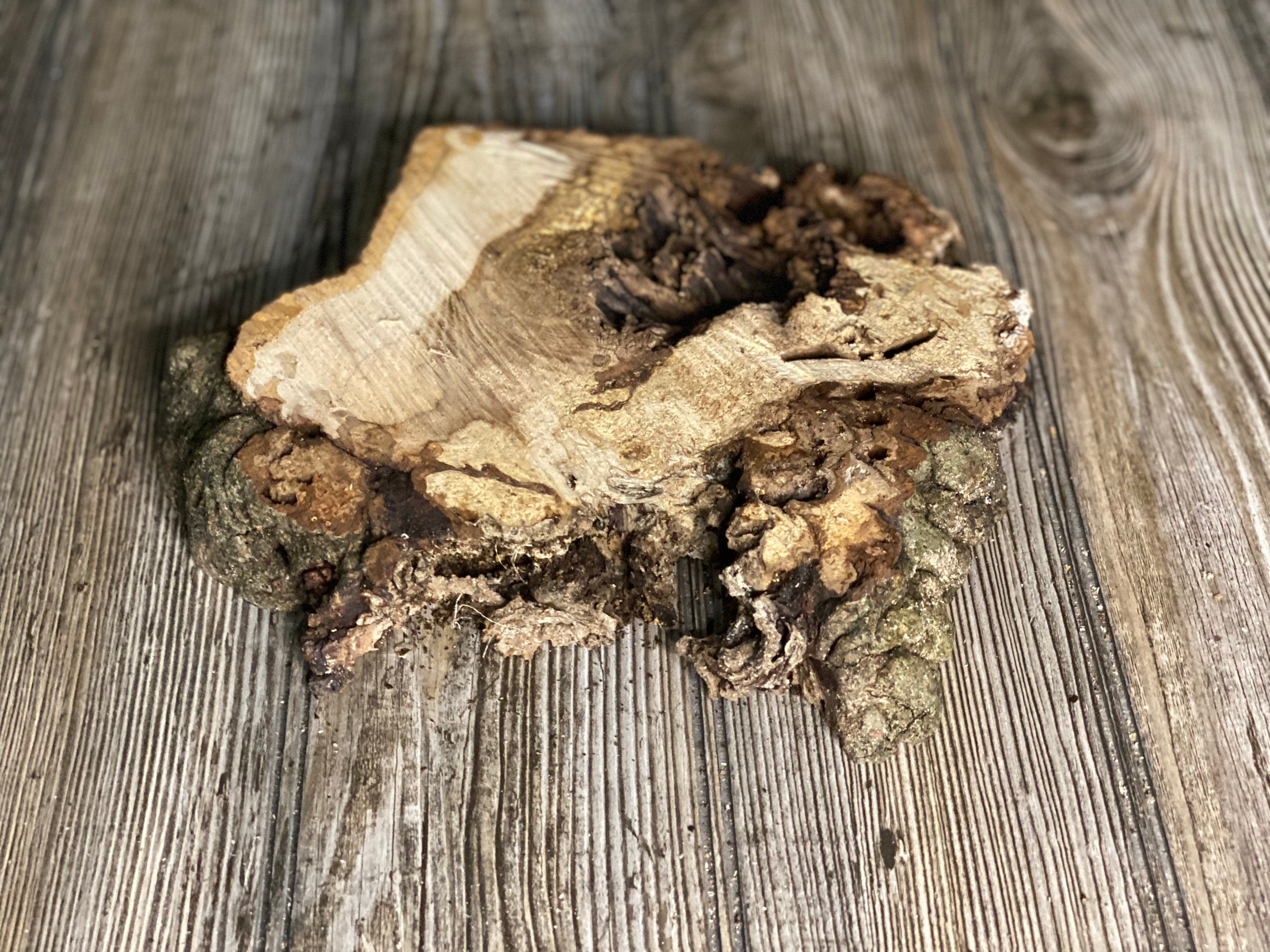 Hickory Burl Slice, Approximately 9.5 Inches Long by 9 Inches Wide and 1.5 Inch Thick