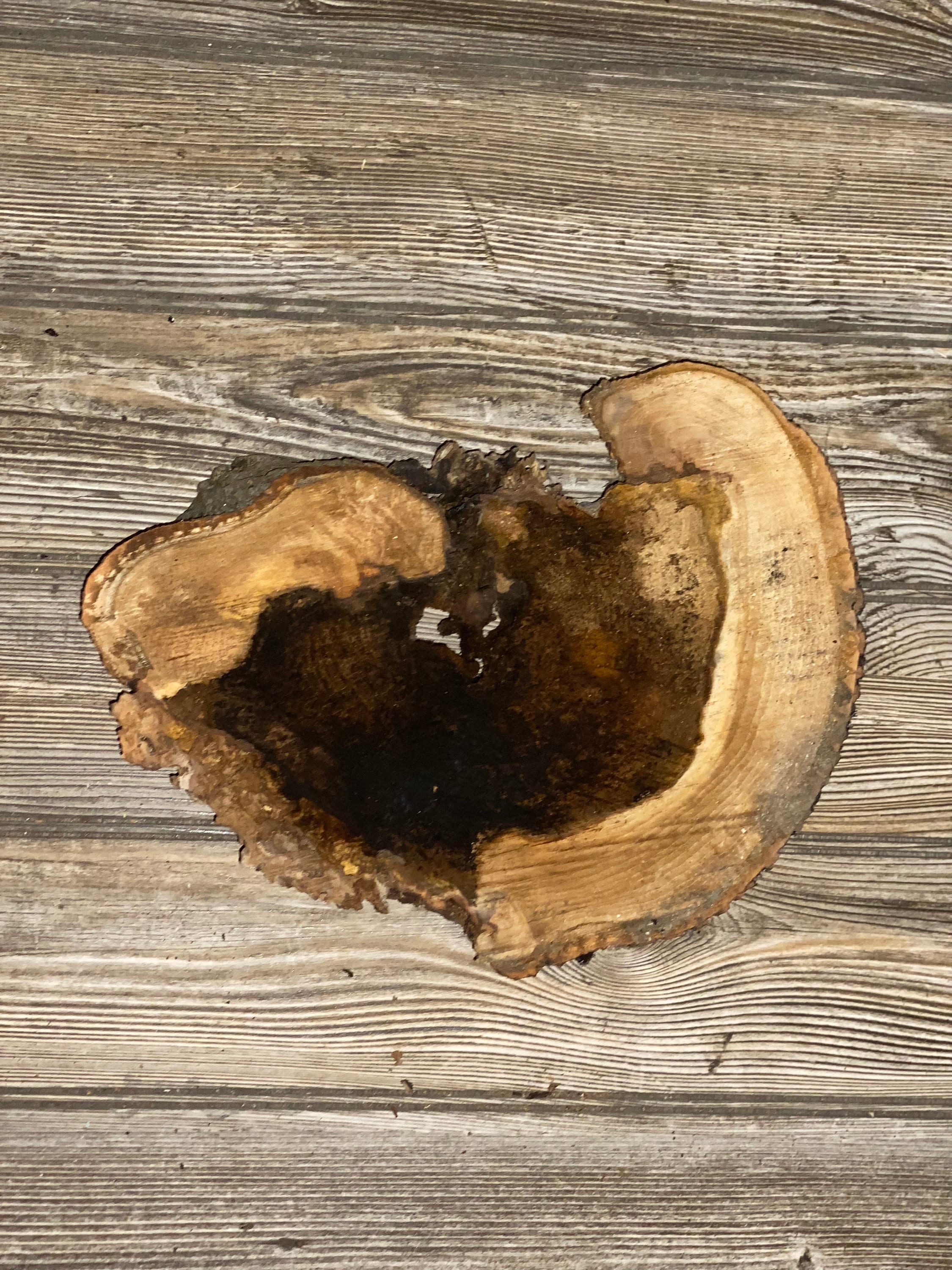 Hickory Burl Slice, Approximately 11.5 Inches Long by 8.5 Inches Wide and 1.5 Inch Thick