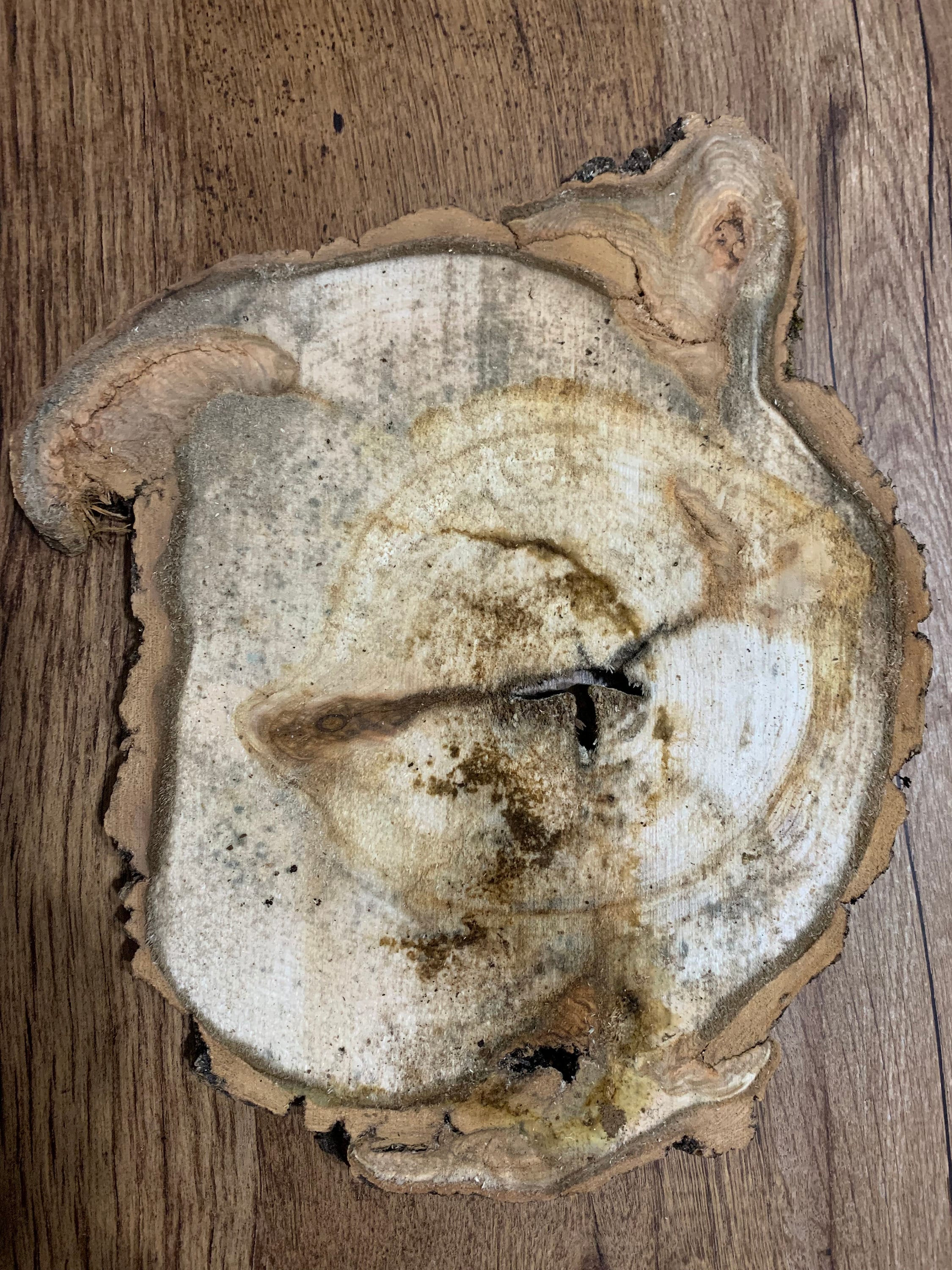 Aspen Burl Slice, Approximately 13 Inches Long by 11 Inches Wide and 3/4 Inches Thick
