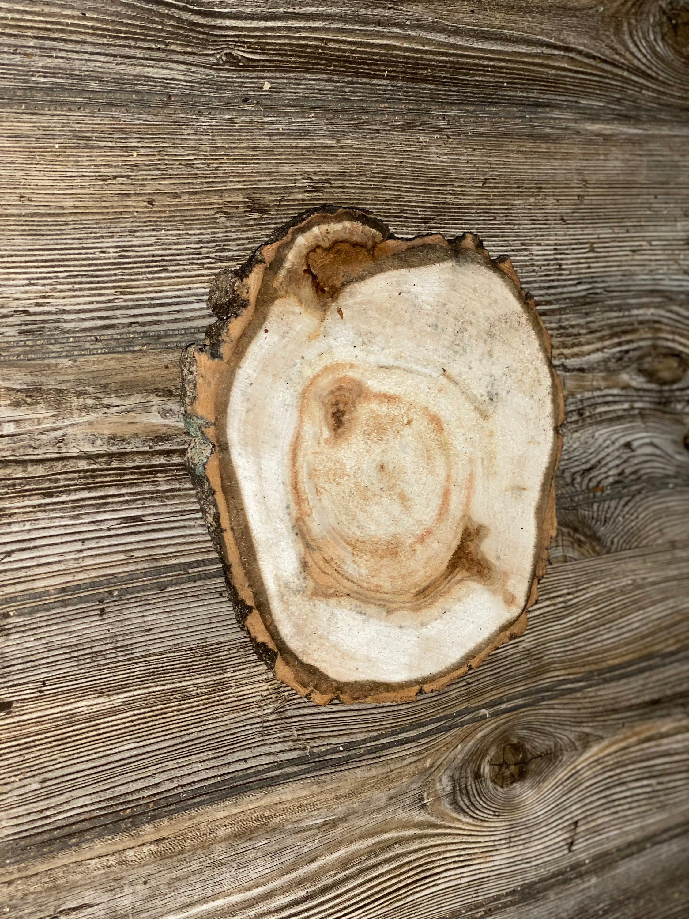 Aspen Burl Slice, Approximately 9.5 Inches Long by 8.5 Inches Wide and 3/4 Inches Thick