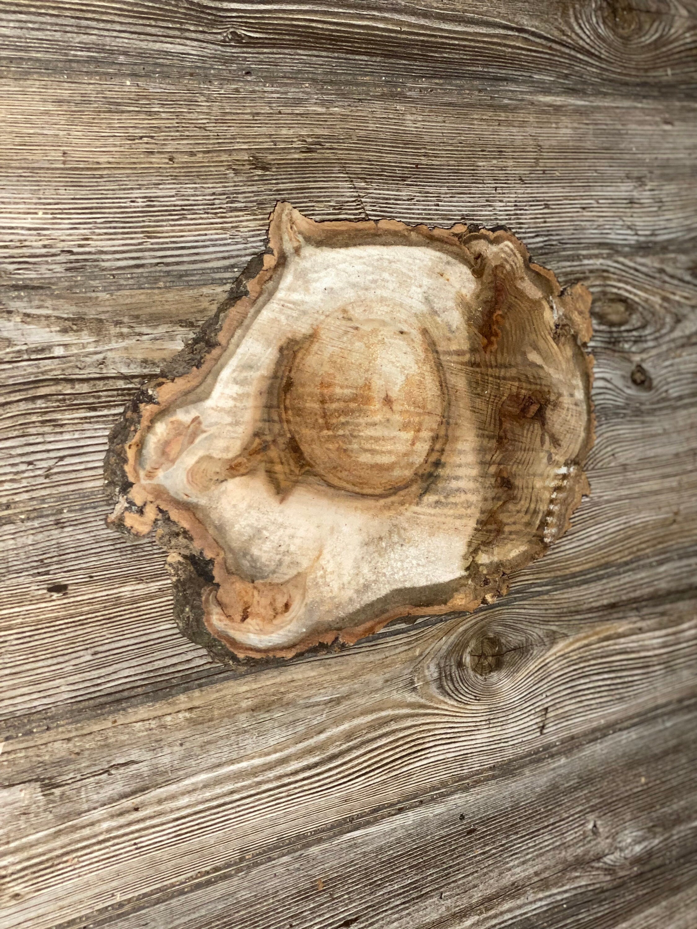 Aspen Burl Slice, Approximately 13.5 Inches Long by 9 Inches Wide and 3/4 Inches Thick