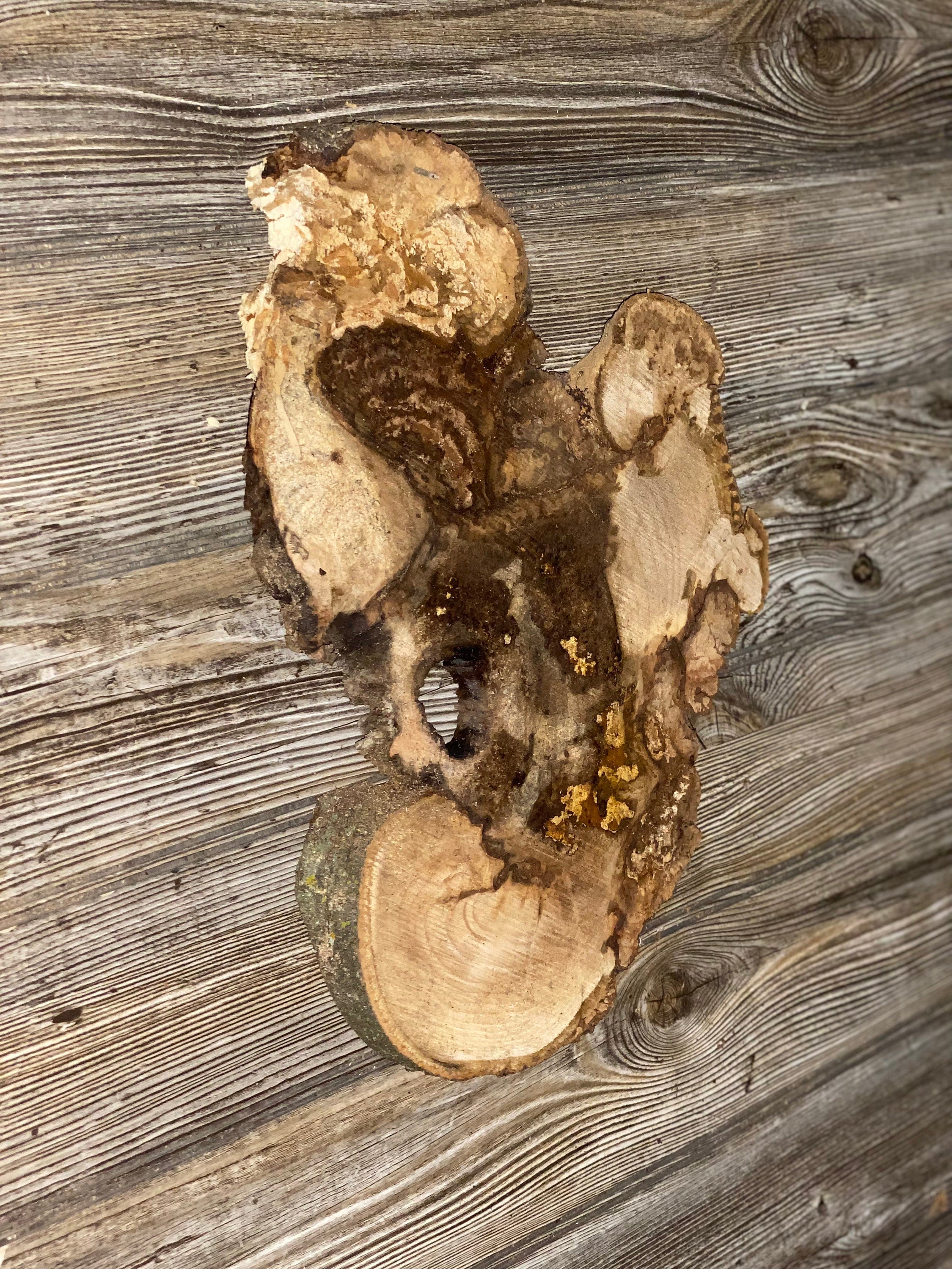 Hickory Burl Slice, Approximately 14 Inches Long by 9 Inches Wide and 3/4 Inch Thick