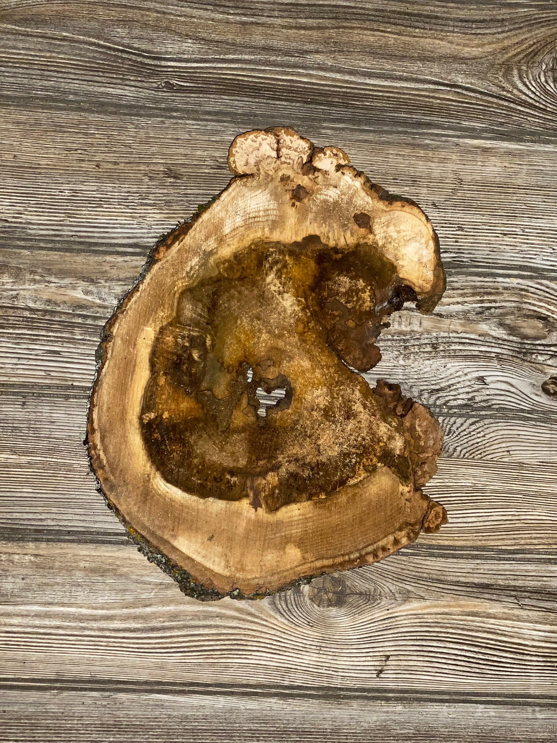 Hickory Burl Slice, Approximately 13 Inches Long by 10 Inches Wide and 3/4 Inch Thick