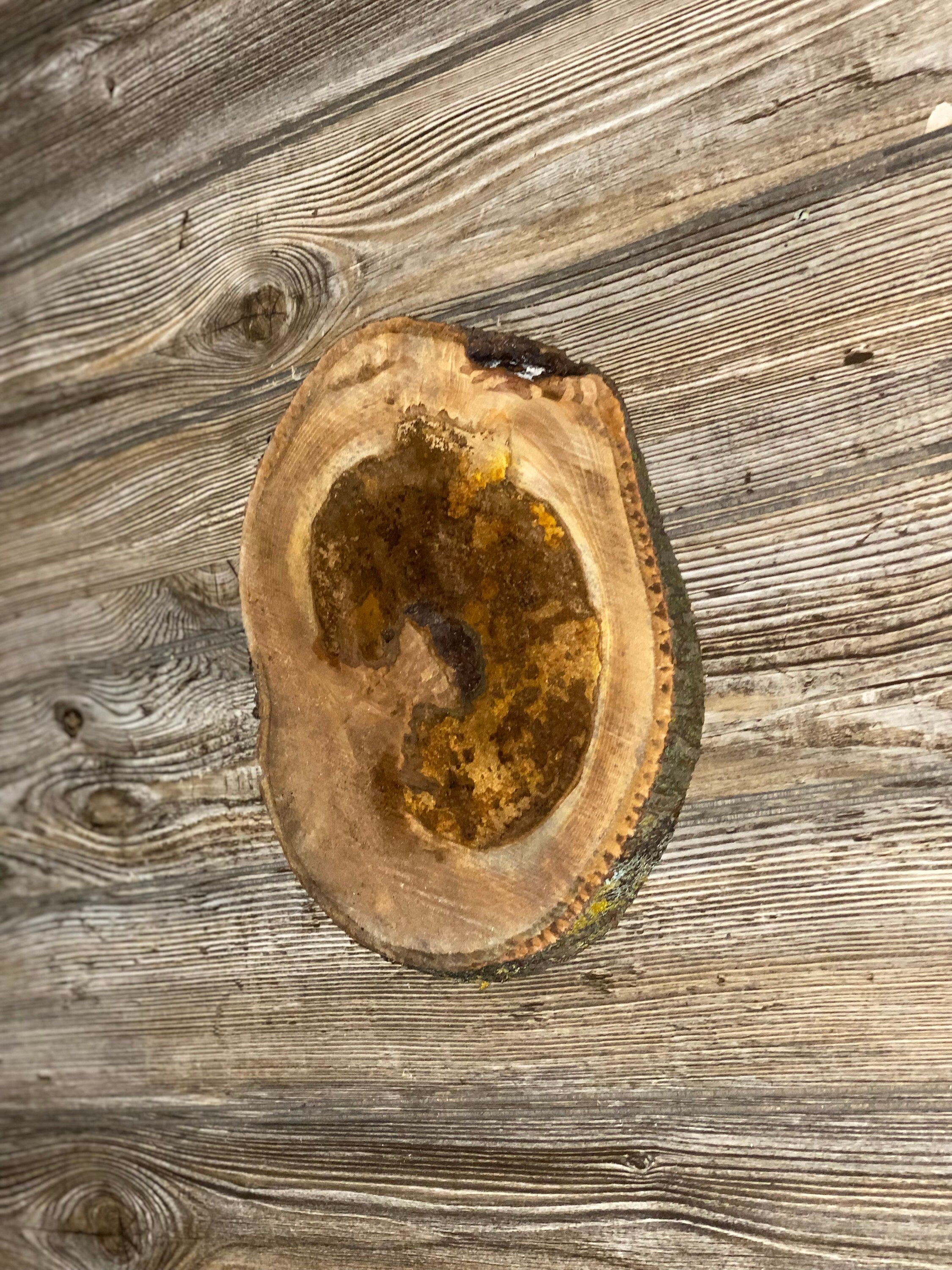 Hickory Burl Slice, Approximately 10 Inches Long by 8.5 Inches Wide and 3/4 Inch Thick