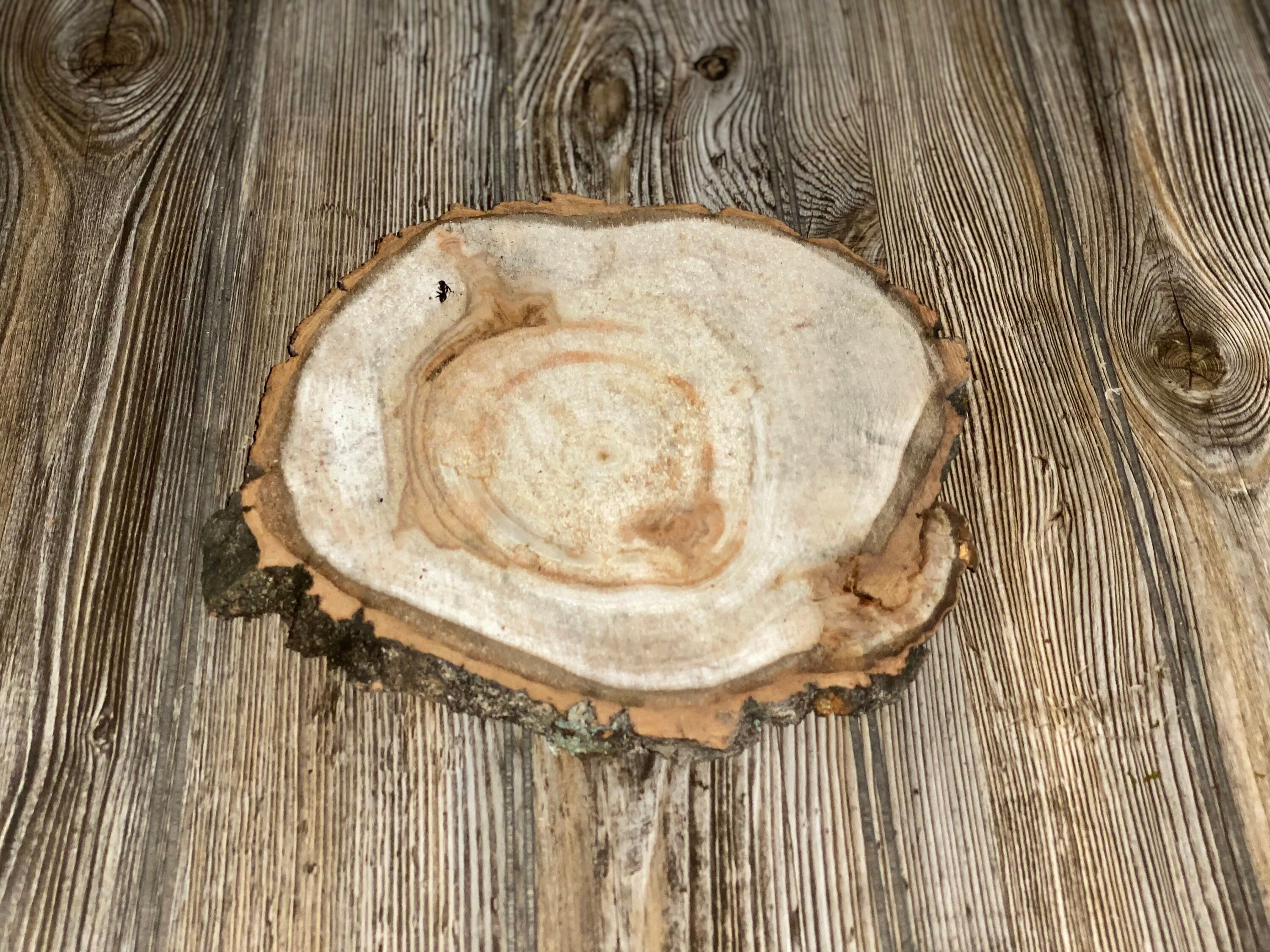 Aspen Burl Slice, Approximately 10 Inches Long by 9 Inches Wide and 3/4 Inches Thick