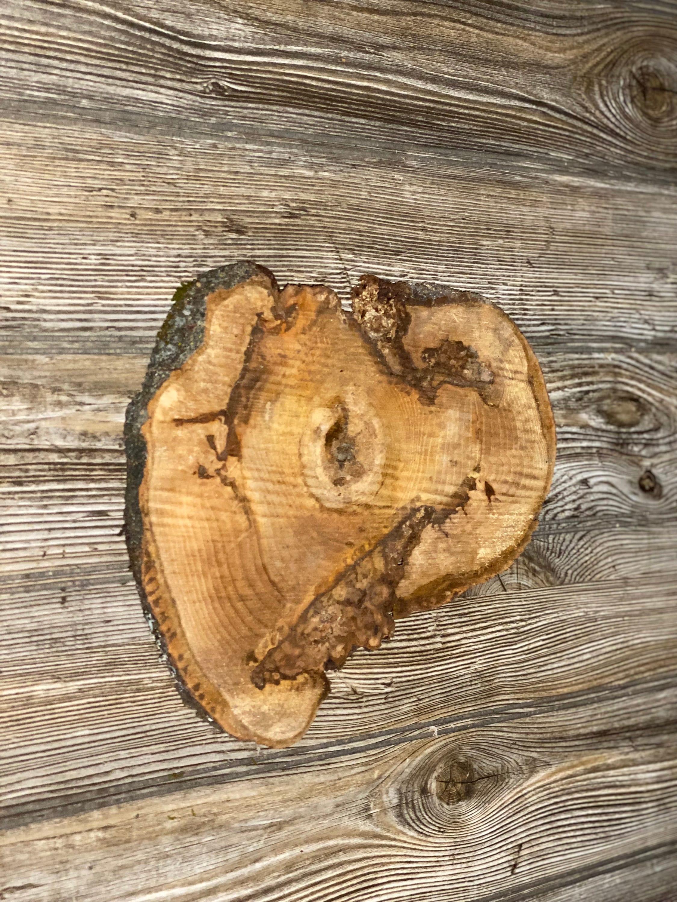 Hickory Burl Slice, Approximately 10 Inches Long by 9 Inches Wide and 3/4 Inch Thick