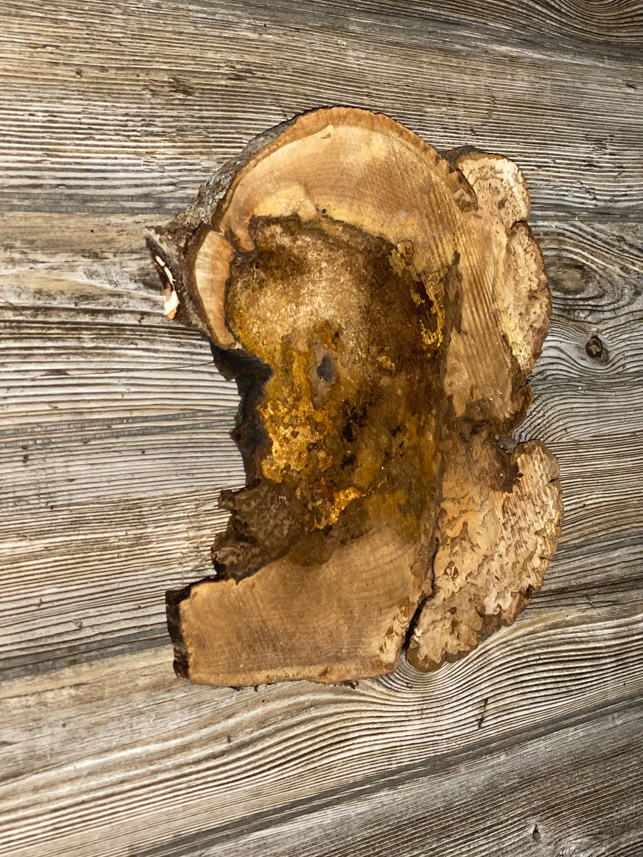 Hickory Burl Slice, Approximately 11.5 Inches Long by 10.5 Inches Wide and 3/4 Inch Thick