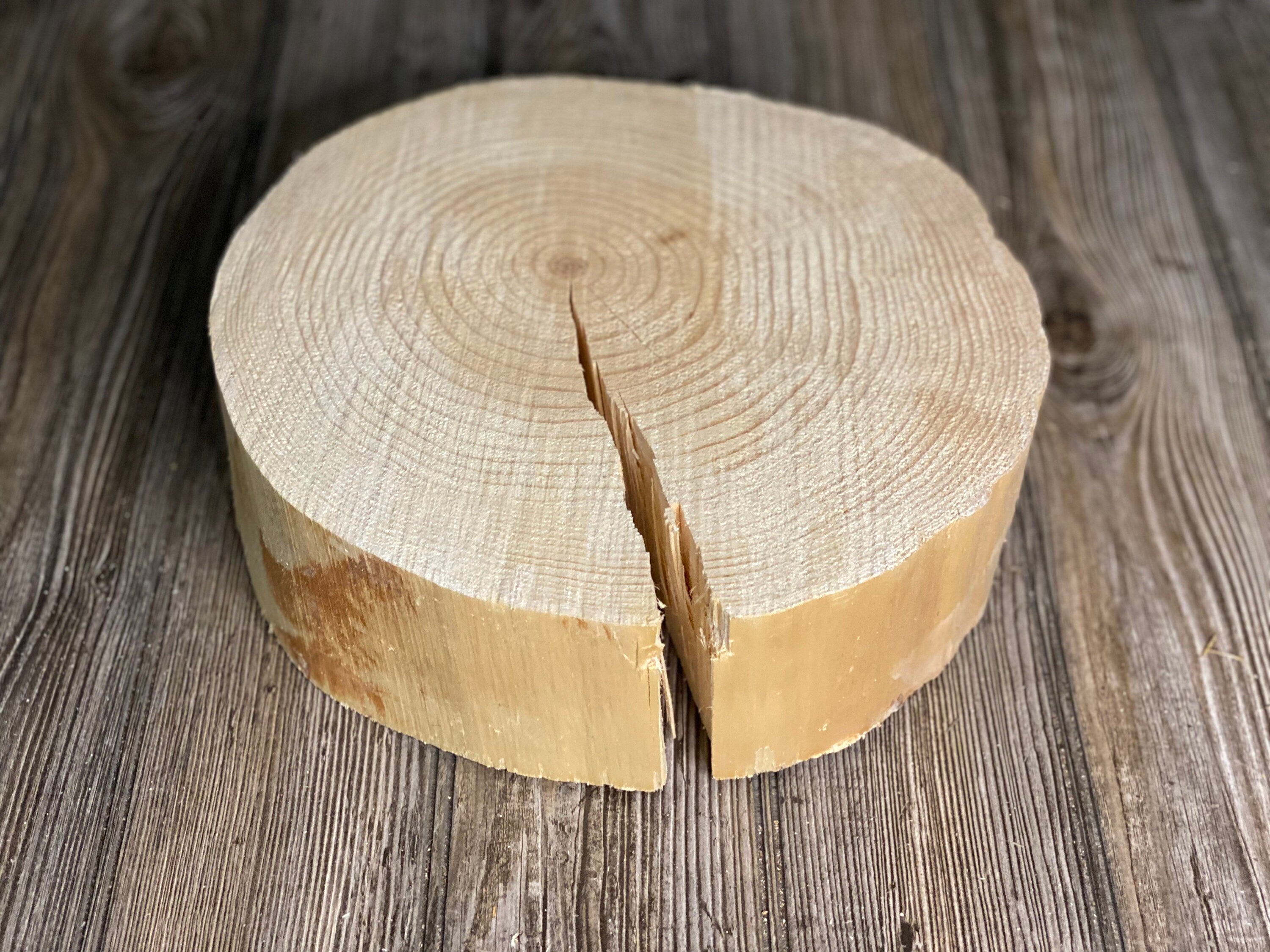 Pine Slice, Approximately 11 Inches Long by 11 Inches Wide and 3 Inches Tall