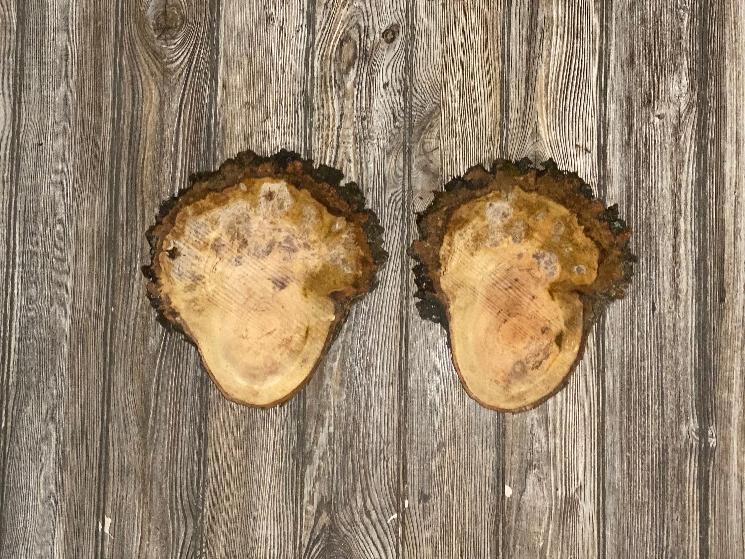 Two "Curly Head" Cherry Burl Slices, Approximately 10 Inches Long by 9 Inches Wide and 3/4 Inch Thick