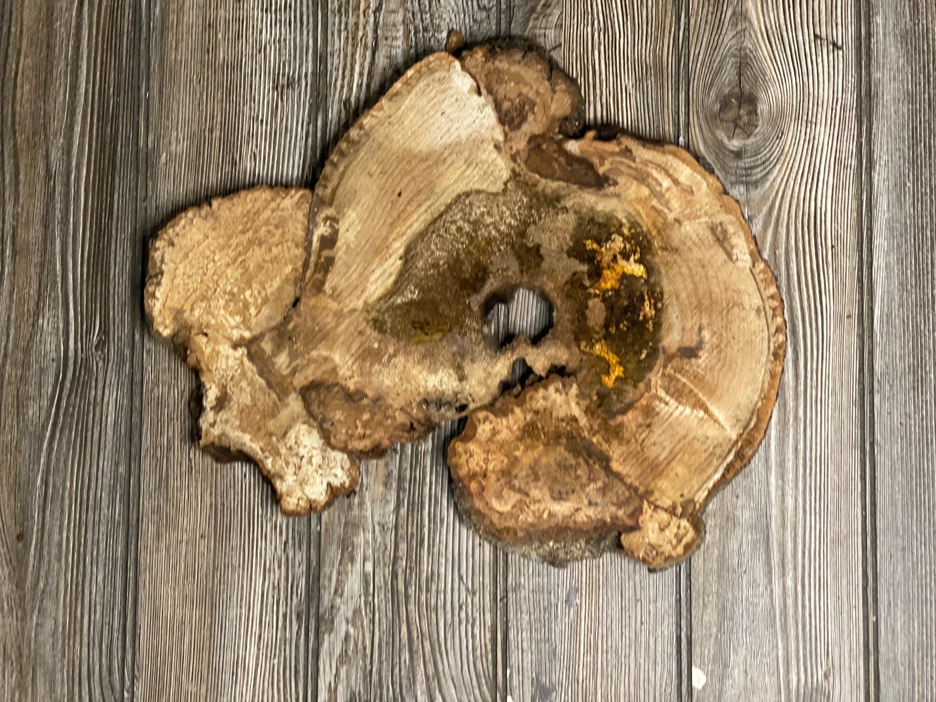 Hickory Burl Slice, Approximately 13.5 Inches Long by 11.5 Inches Wide and 3/4 Inch Thick