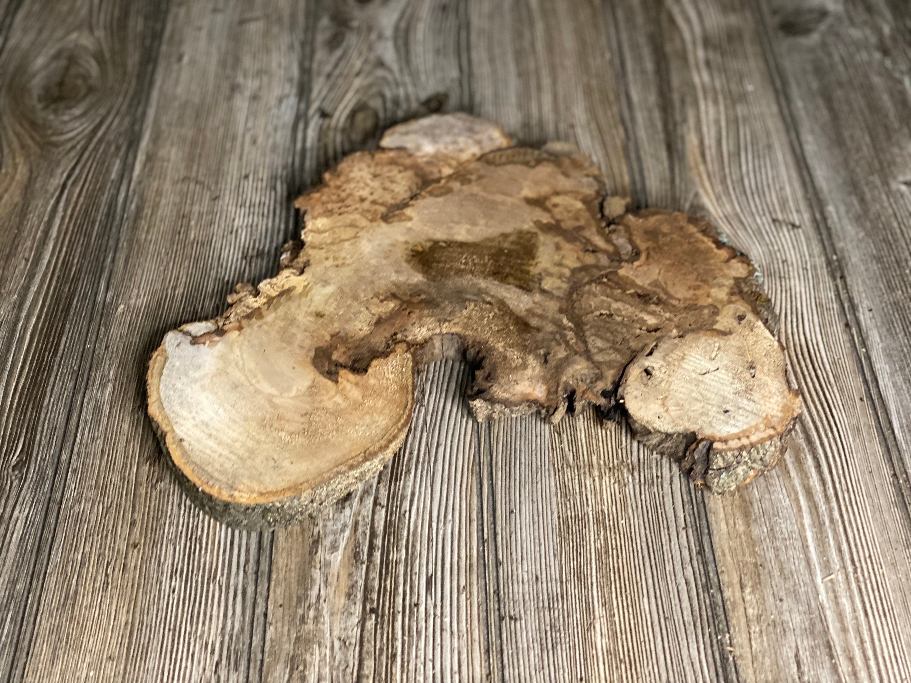 Unique Hickory Burl Slice, Approximately 13 Inches Long by 12 Inches Wide and 3/4 Inch Thick