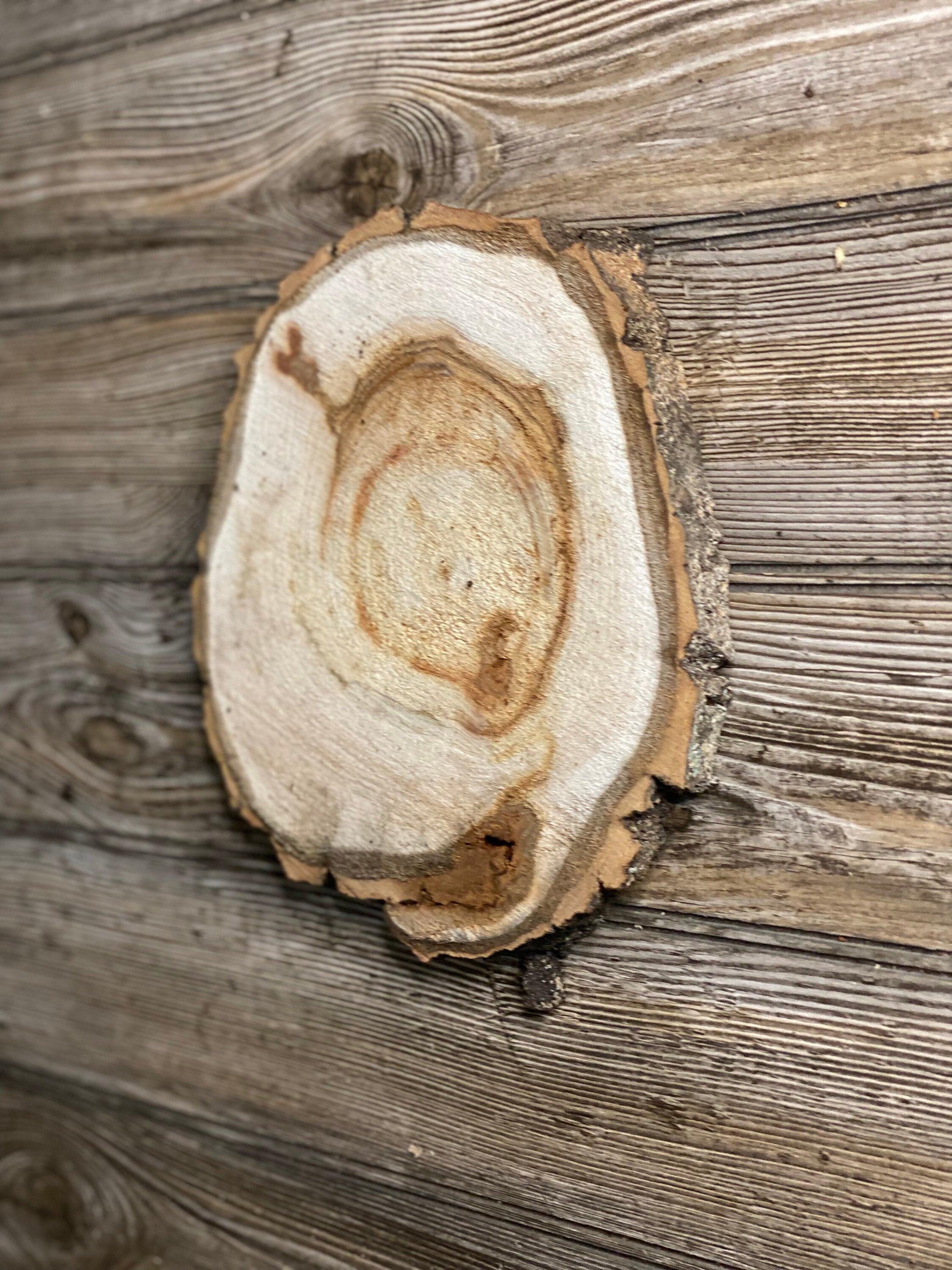 Aspen Burl Slice, Approximately 9.5 Inches Long by 8.5 Inches Wide and 3/4 Inch Thick