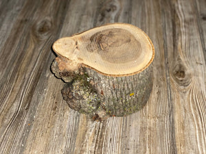 Hickory Burl Log, Approximately 8.5 Inches Long by 6.5 Inches Wide and 5 Inches Thick