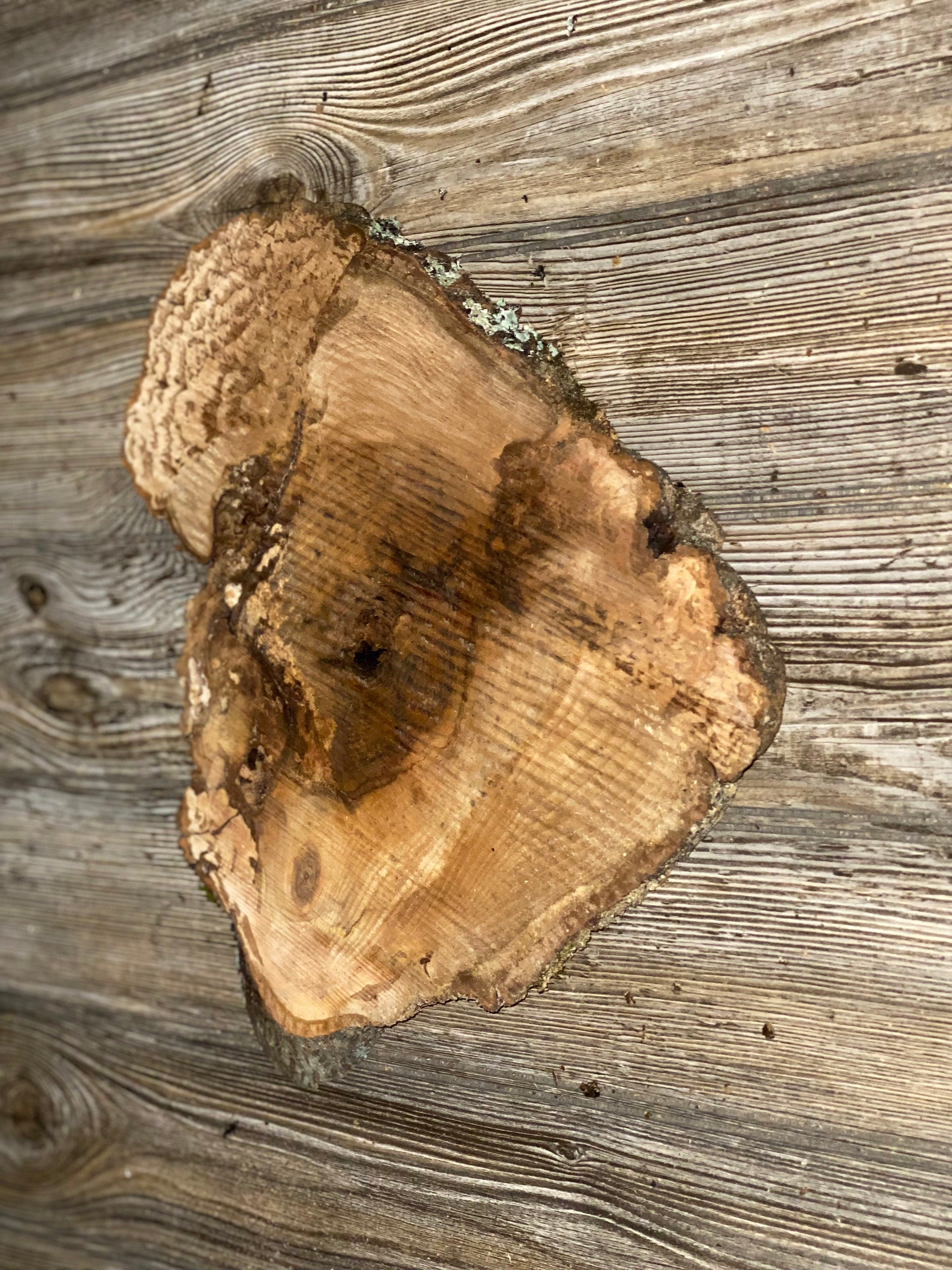 Hickory Burl Slice, Approximately 12.5 Inches Long by 11 Inches Wide and 3/4 Inch Thick