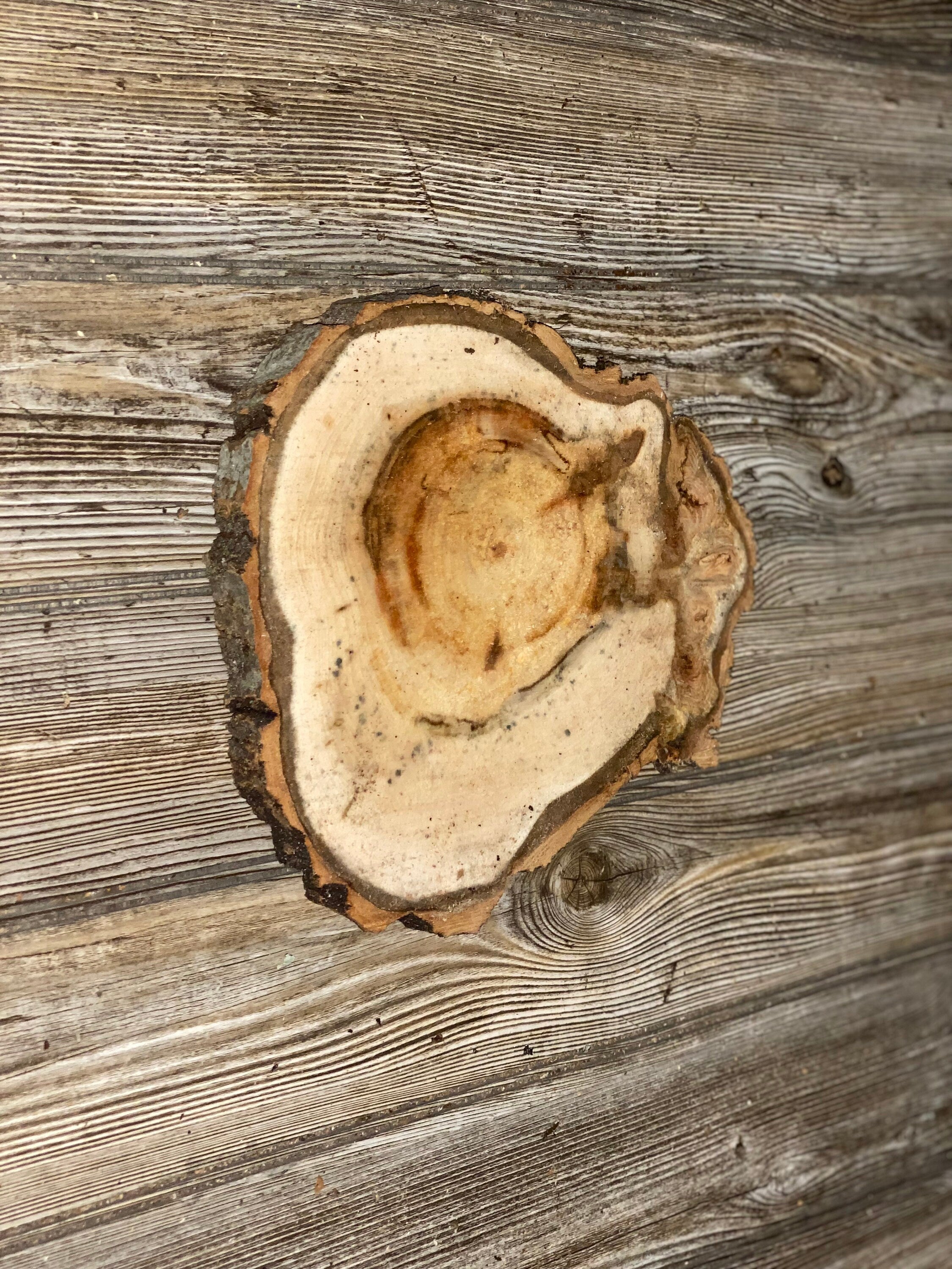 Aspen Burl Slice, Approximately 10 Inches Long by 8.5 Inches Wide and 3/4 Inches Thick