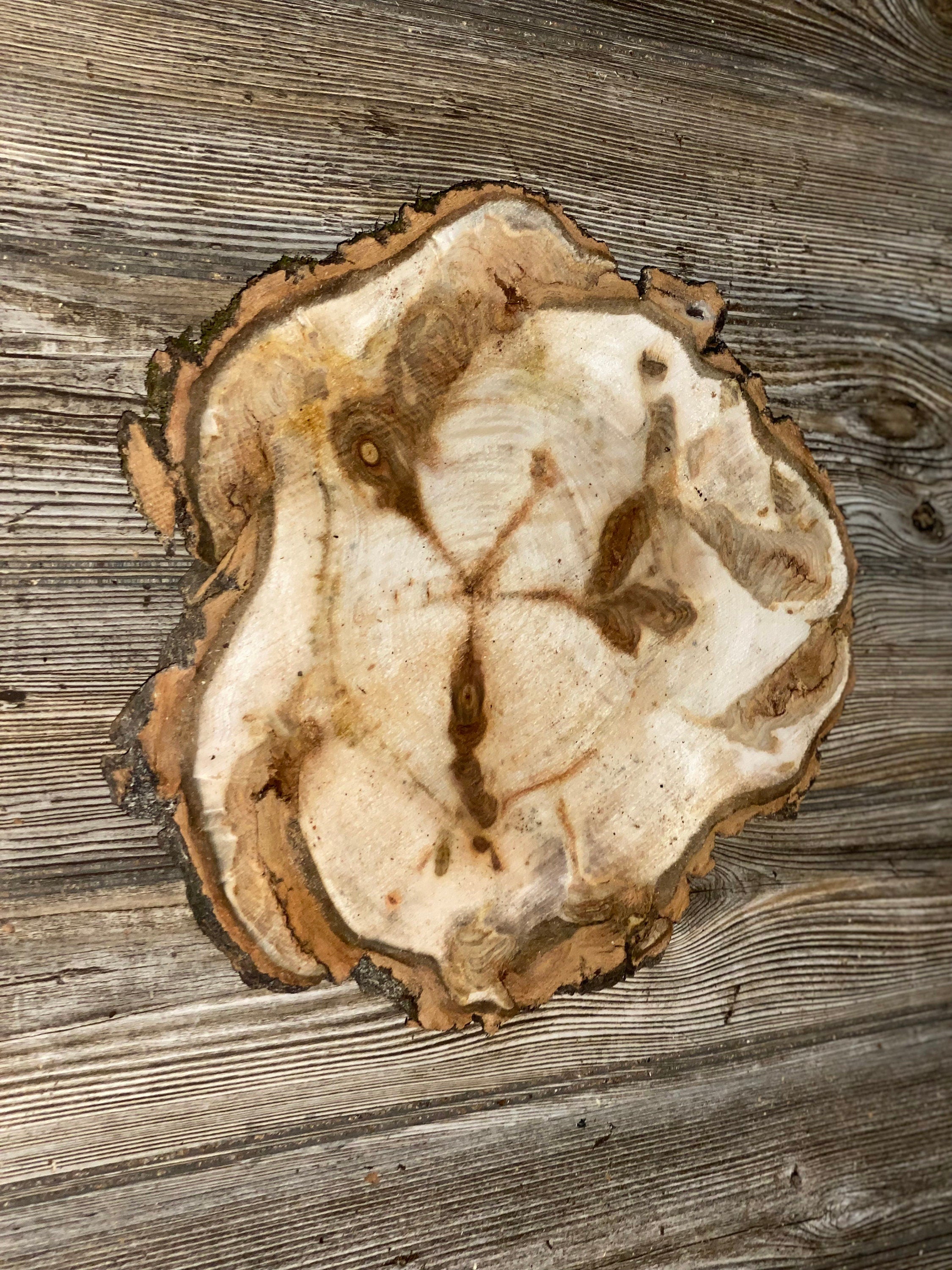 Aspen Burl Slice, Approximately 13 Inches Long by 12 Inches Wide and 3/4 Inches Thick