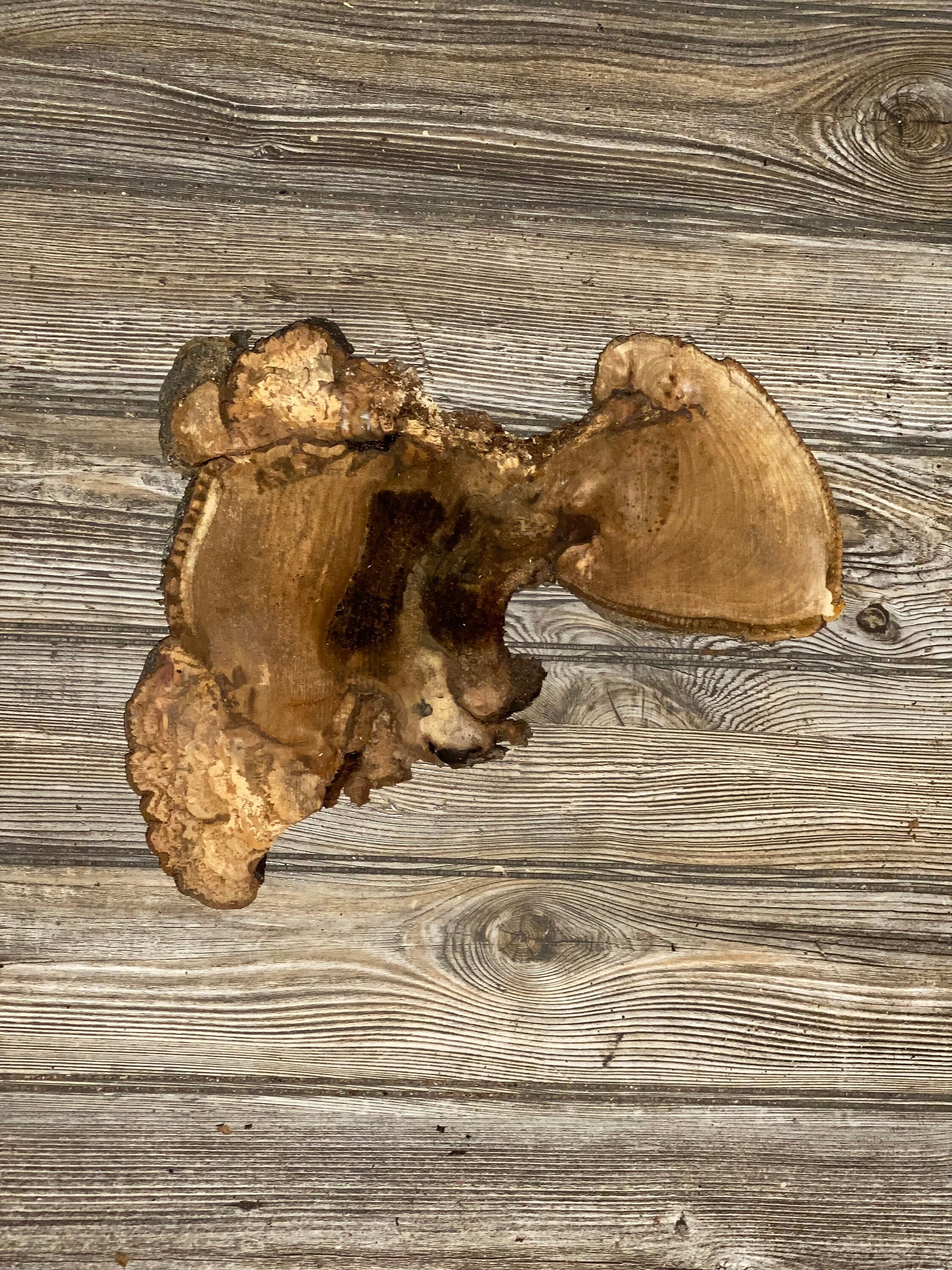 L-Shaped Hickory Burl Slice, Approximately 13.5 Inches Long by 9.5 Inches Wide and 3/4 Inch Thick