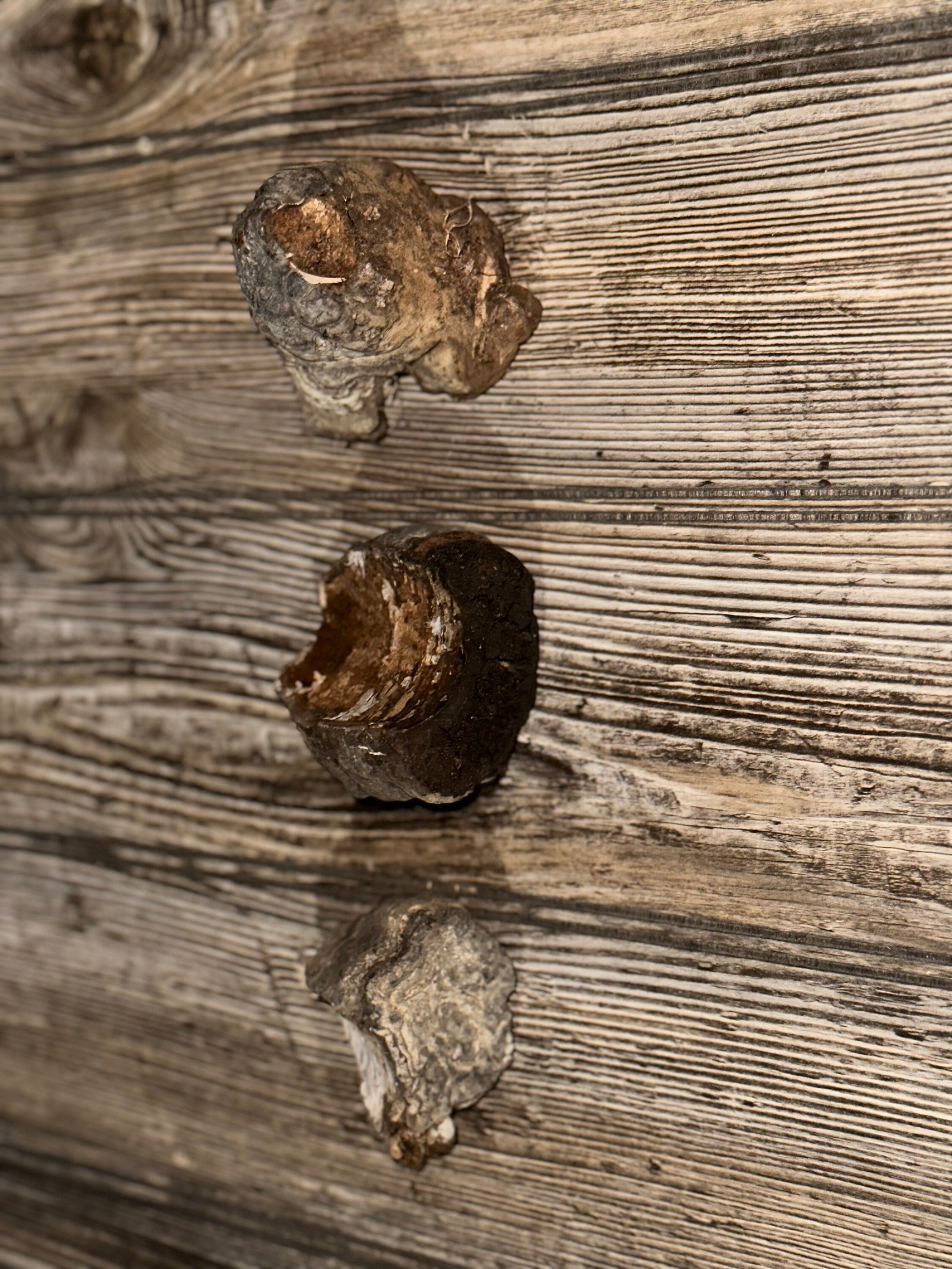 Three Polypores, Conks, 3 Count, Approximately 2.5-3 Inches Long by 2-3 Inches Wide and 1.5-2.5 Inches Tall