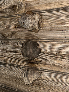 Three Polypores, Conks, 3 Count, Approximately 2.5-3 Inches Long by 2-3 Inches Wide and 1.5-2.5 Inches Tall