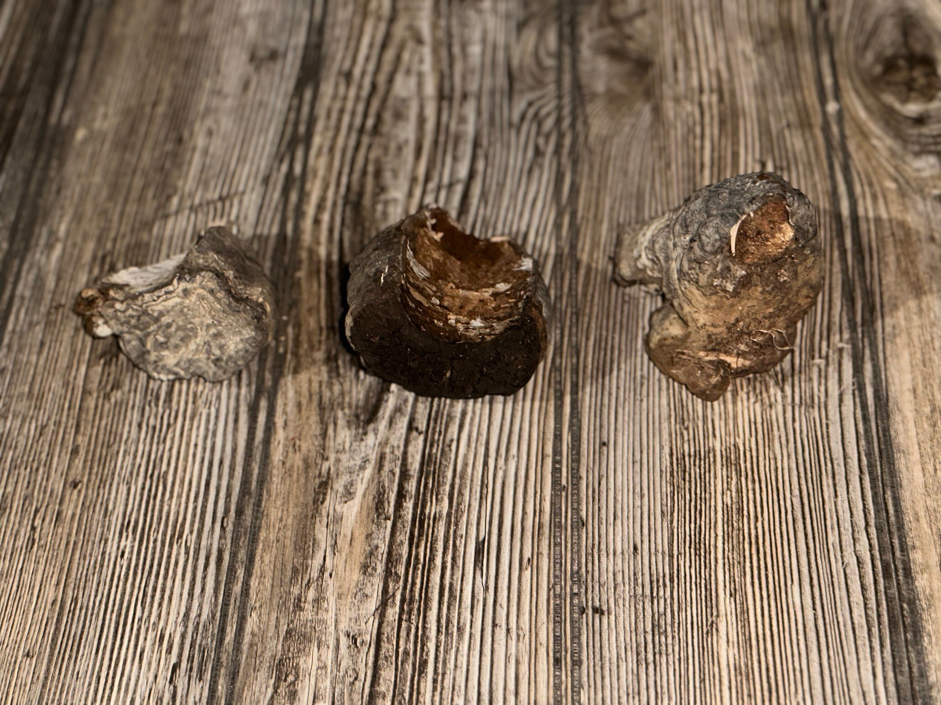 Three Polypores, Conks, 3 Count, Approximately 2.5-3 Inches Long by 2-3 Inches Wide and 1.5-2.5 Inches Tall