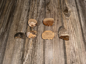 Six Polypores, Conks, 6 Count, Approximately 2-3 Inches Long by 1-2 Inches Wide and 1-2 Inches Tall