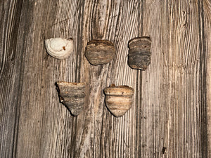 Five Polypores, Conks, 5 Count, Approximately 2 Inches Long by 1-1.5 Inches Wide and 1 Inch Tall