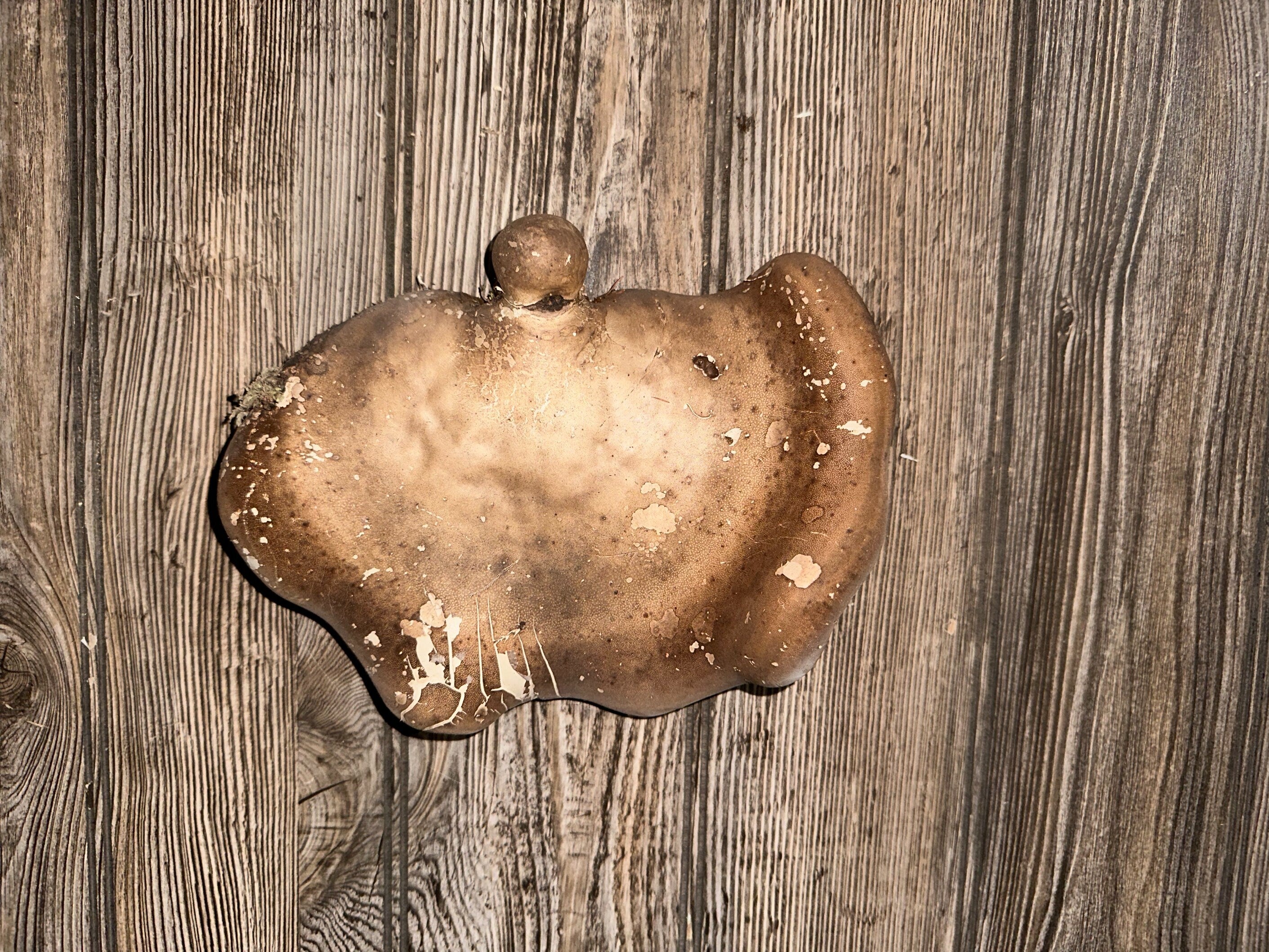 Mushroom, Polypore, Conk, Saddle Shaped, Approximately 8 Inches Long by 6 Inches Wide and 1.5 Inches Tall