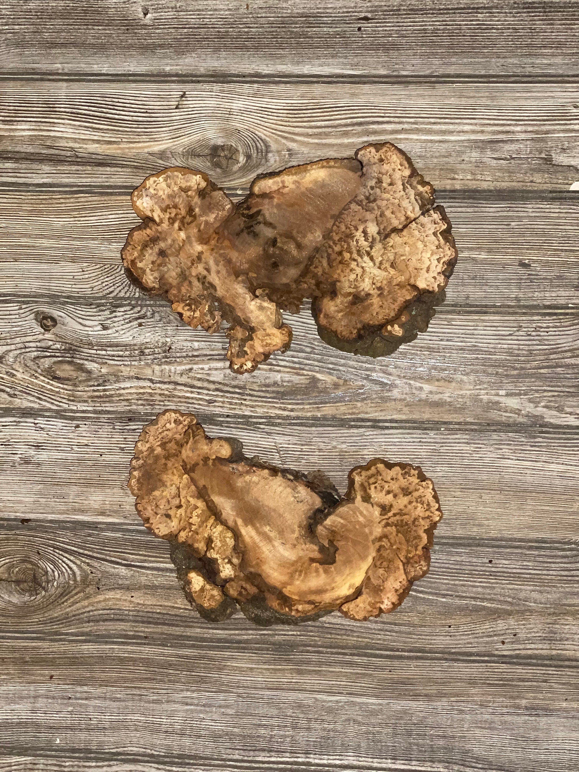 Two Hickory Burl Slices, Approximately 10-11 Inches Long by 6-7 Inches Wide and 3/4 Inch Thick