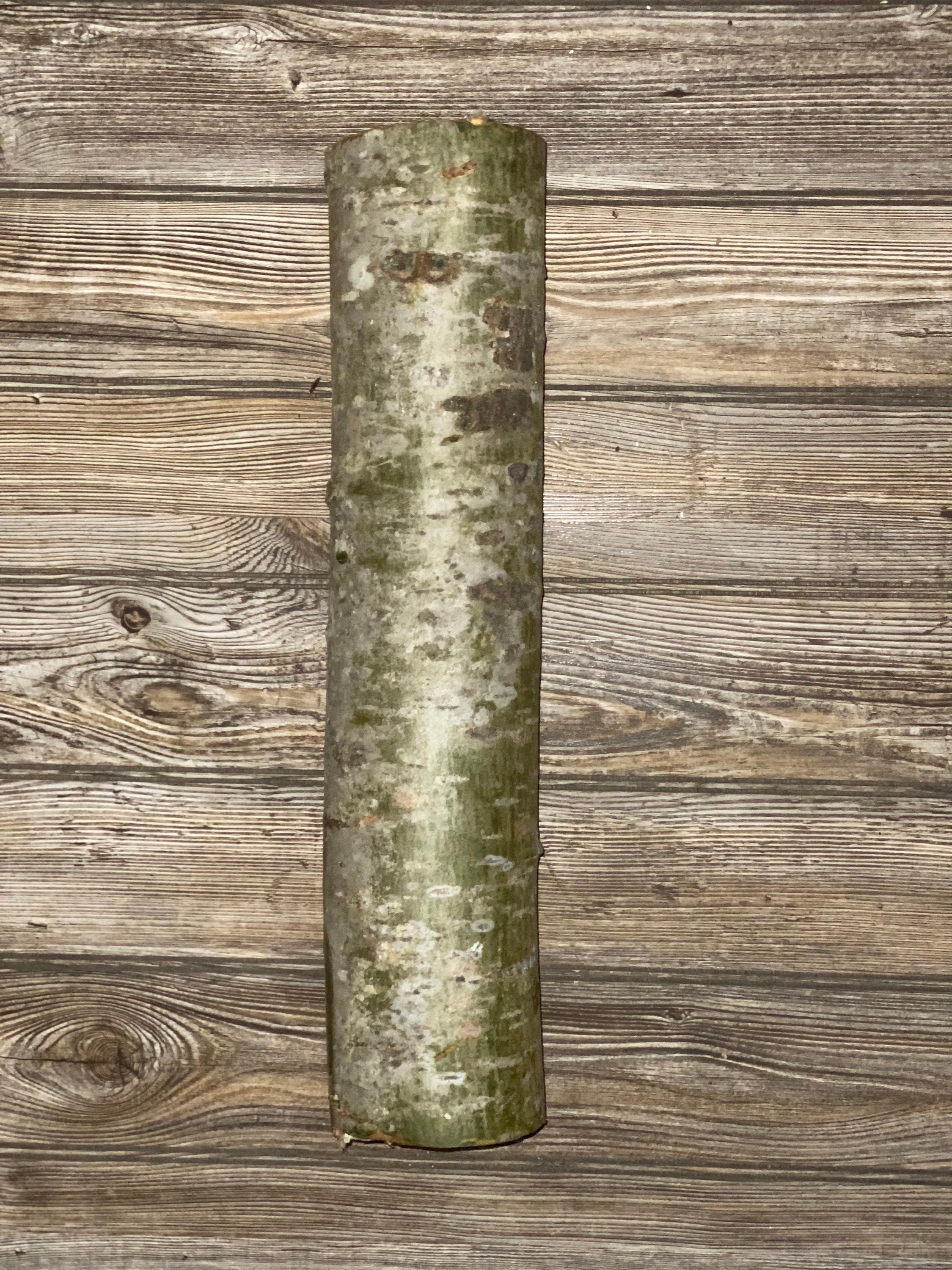 Aspen Log, Popple, About 19 Inches Long by 4 Inches in Diameter