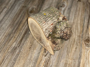 Hickory Burl Log, Approximately 8.5 Inches Long by 6.5 Inches Wide and 5 Inches Thick