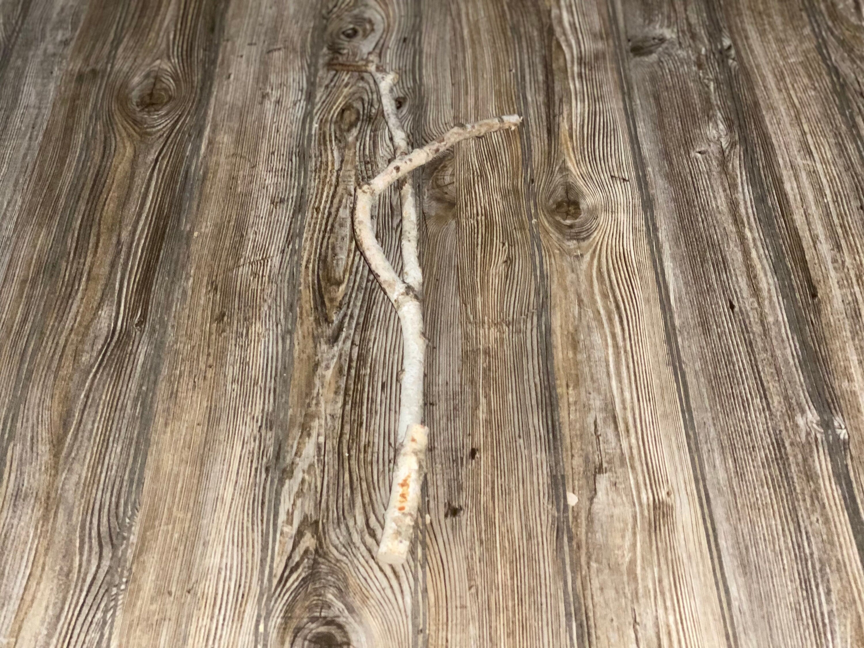 Twisted White Birch Branch, 1 Count, Approximately 23 Inches Long by 3/4 Inch Thick