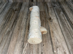 White Birch Log with Conks/Polypores, Approximately 14 Inches Long by 3.5 Inches Diameter