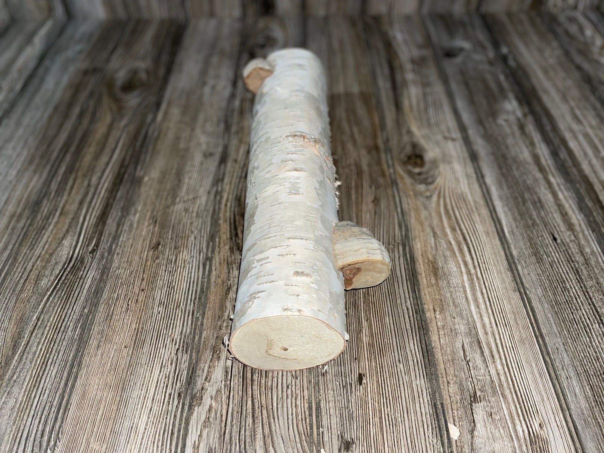 White Birch Log with Conks/Polypores, Approximately 14 Inches Long by 3.5 Inches Diameter