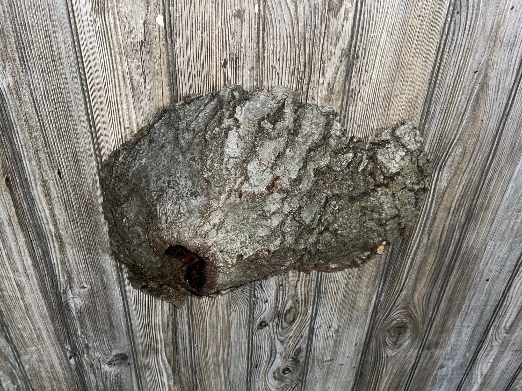 Knot Hole Log, Approximately 17.5 Inches Long by 11.5 Inches Wide and 5 Inches Deep