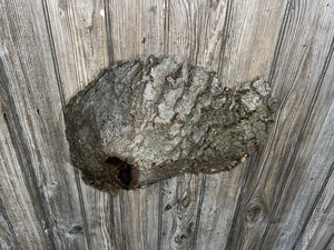 Knot Hole Log, Approximately 17.5 Inches Long by 11.5 Inches Wide and 5 Inches Deep