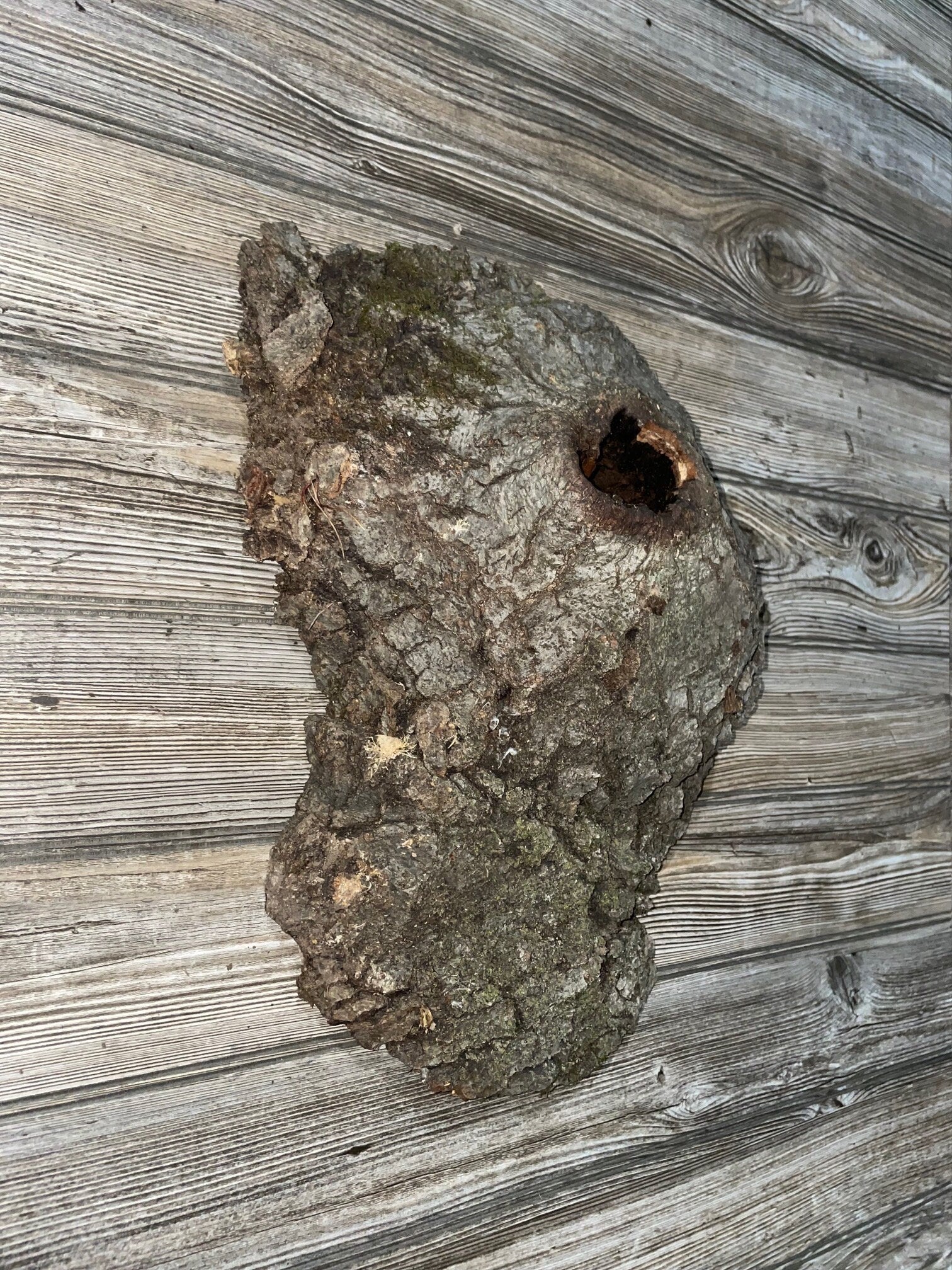 Knot Hole Log, Approximately 17.5 Inches Long by 11.5 Inches Wide and 5 Inches Deep