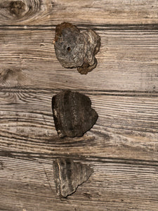 Three Polypores, Conks, 3 Count, Approximately 2.5-3 Inches Long by 2-3 Inches Wide and 1.5-2.5 Inches Tall