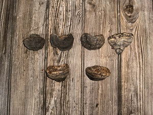 Six Polypores, Conks, 6 Count, Approximately 2-2.5 Inches Long by 1-2 Inches Wide and 1-2 Inches Tall