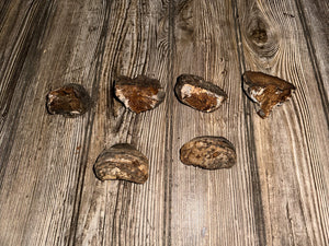 Six Polypores, Conks, 6 Count, Approximately 2-2.5 Inches Long by 1-2 Inches Wide and 1-2 Inches Tall