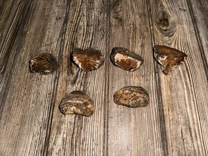 Six Polypores, Conks, 6 Count, Approximately 2-2.5 Inches Long by 1-2 Inches Wide and 1-2 Inches Tall